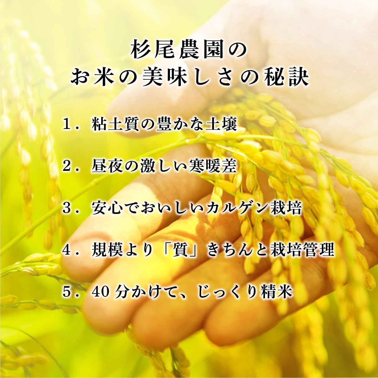 リピーター様限定》令和6年新米☆じっくり精米!丹波篠山産 リピーター様限定》令和6年新米☆じっくり精米!丹波篠山産