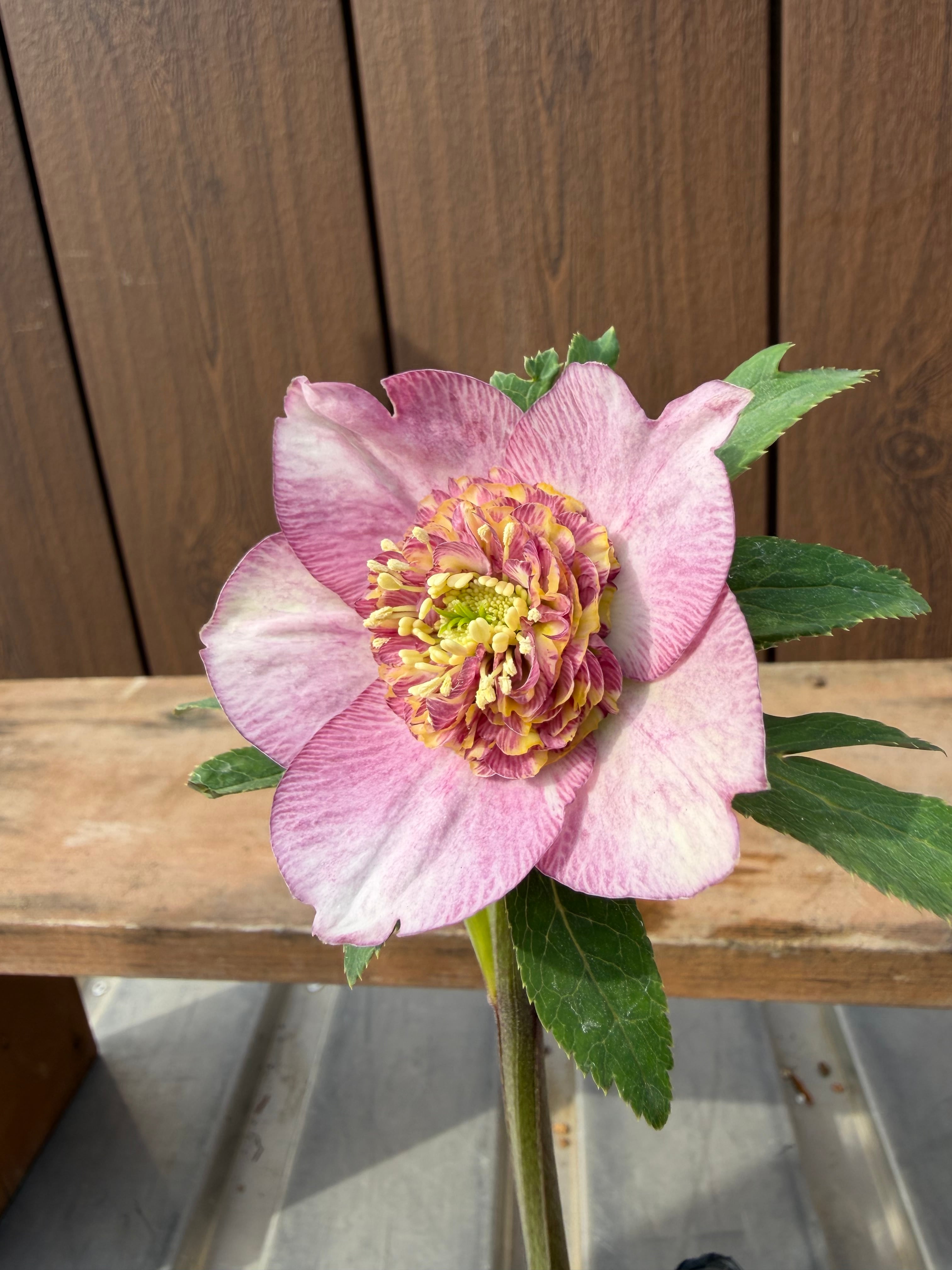 アンティークモーリー系多弁 ☆ピンクモーリーメビウス交配 加藤農園