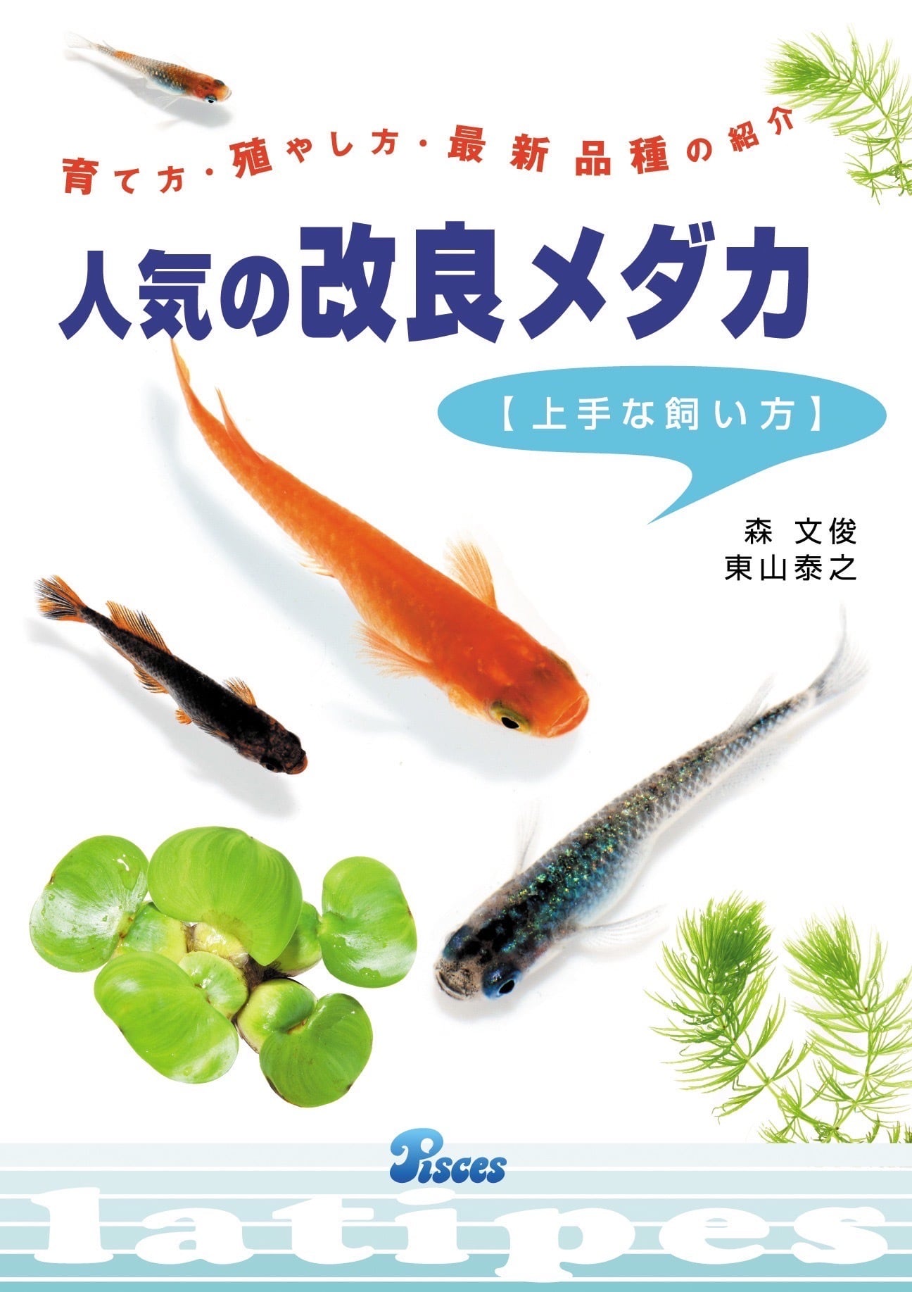 人気の改良メダカ 上手な飼い方 | 横浜めだかファクトリー