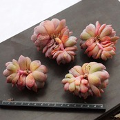 カット苗 オレンジファッジ 群生株 Echeveria 'Orange Fudge'