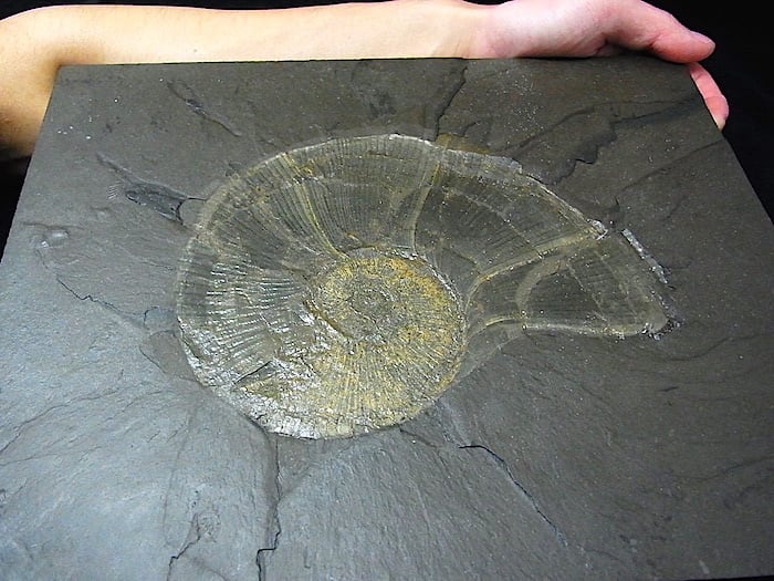 化石 】アンモナイト 巨大 リトセラス Lytoceras 約30cm頁岩プレート 