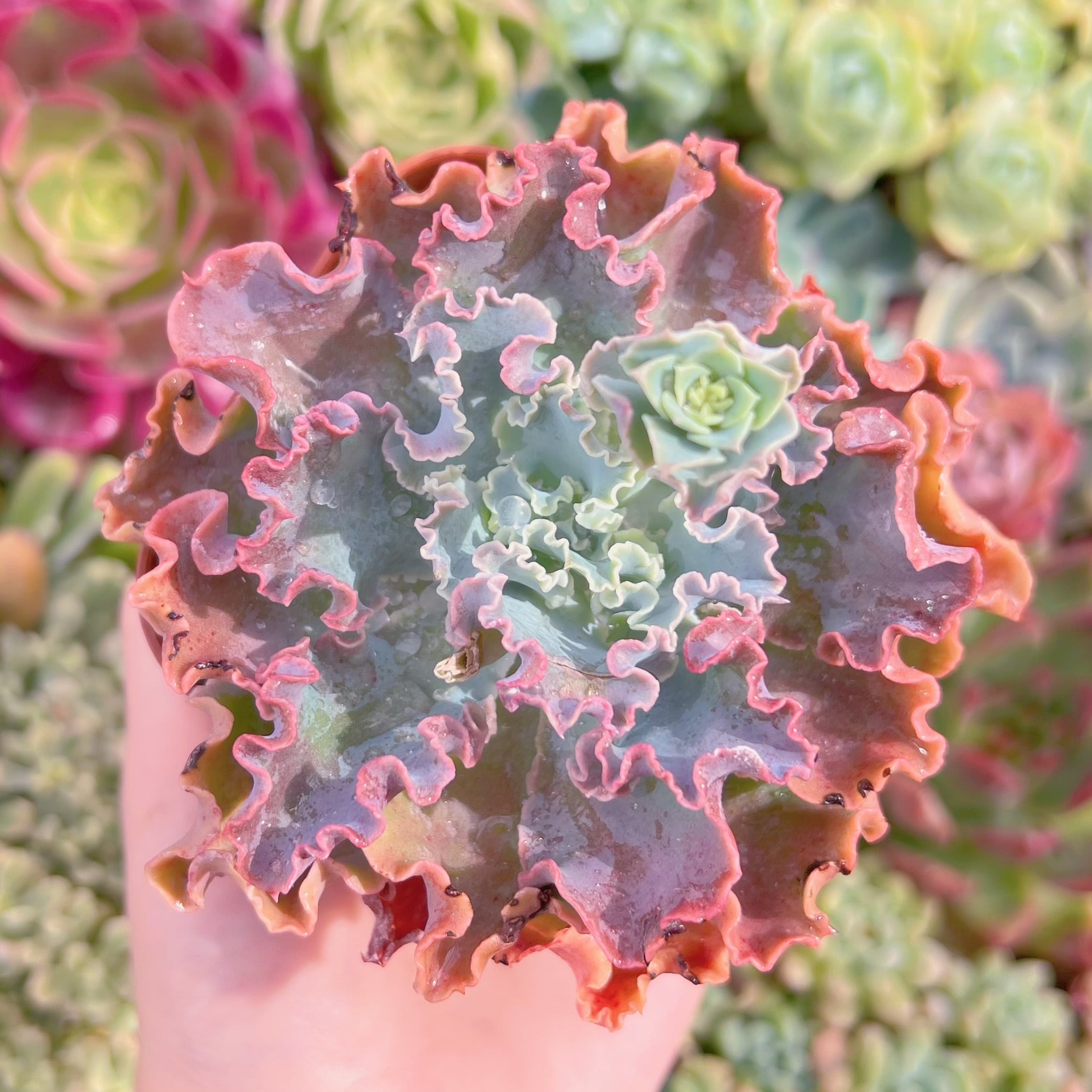 現品　Blue Curls#F073　るる農園