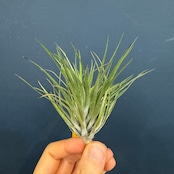 チランジア　コットンキャンディ　コンパクト【986】