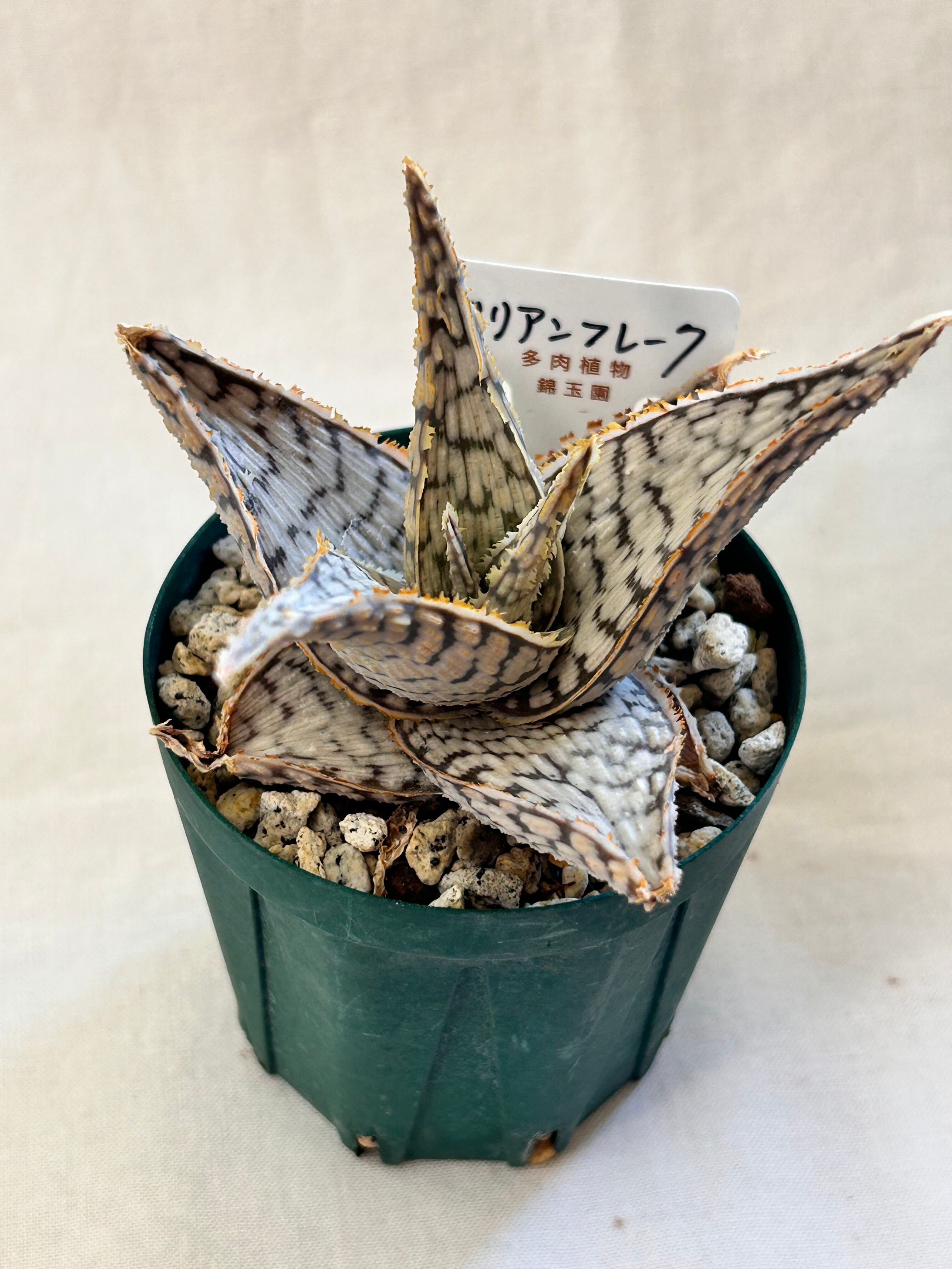錦玉園 ドリアンフレーク 2.5寸② | GREEN JAM foliageplant