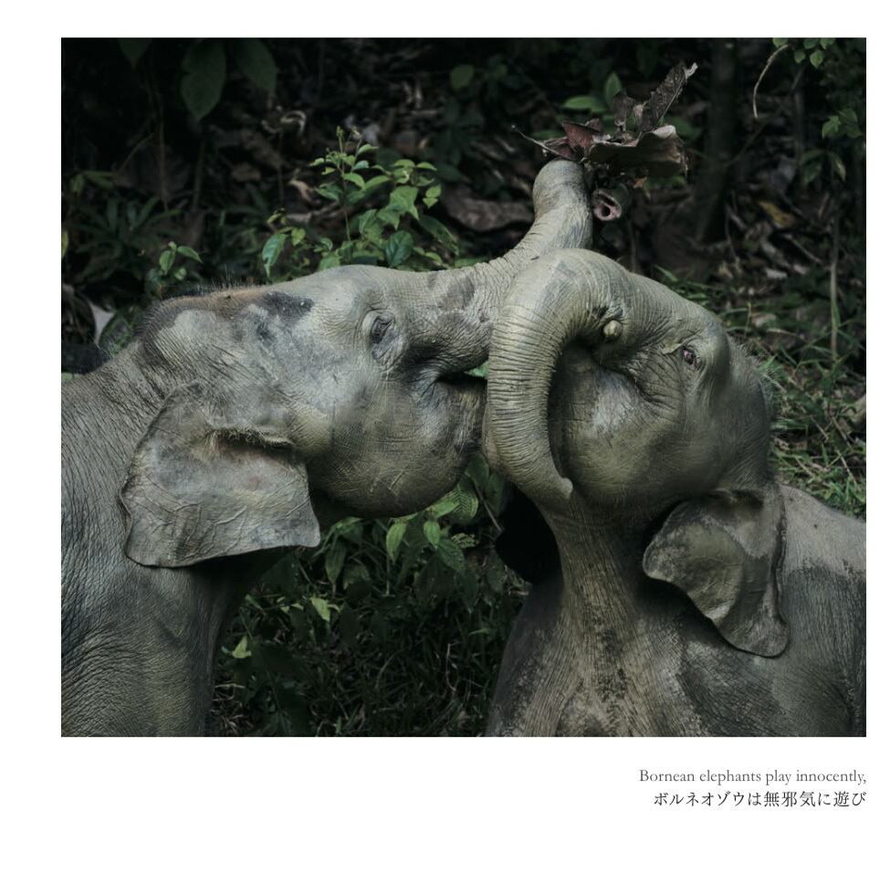Back to the Wild 森を失ったオランウータン | 壁と写真