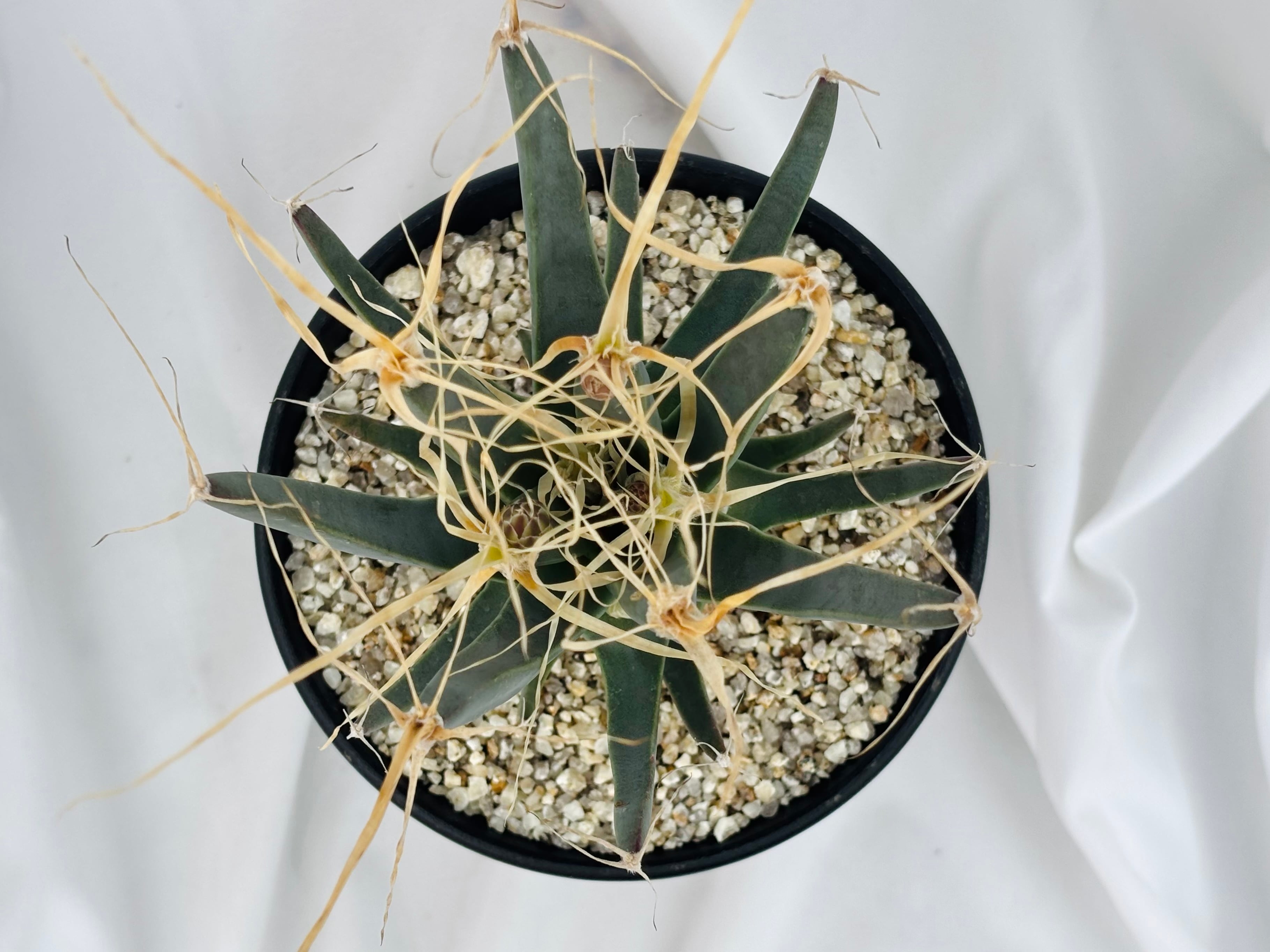 Leuchtenbergia principis レウクテンベルギア 晃山 サボテン | plants