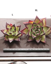 カット苗 アガボイデス エボニー XL Echeveria agavoides 'Evony'