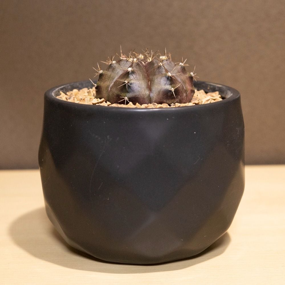 牡丹玉 ギムノカリキウム サボテン Gymnocalycium 3号鉢 | SABOTEN