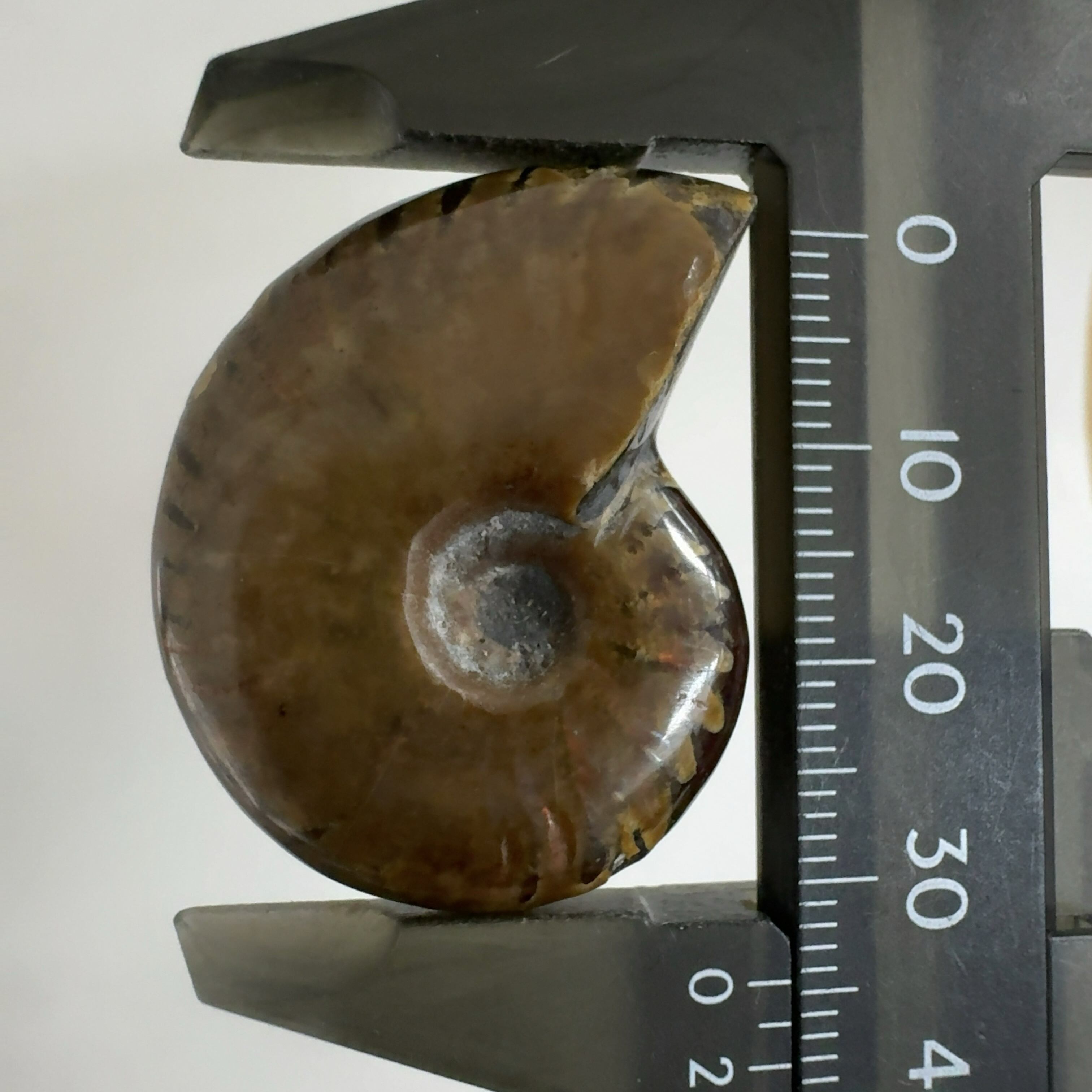 化石]アンモナイト（菊石） | クリスタル・ワールド御徒町店