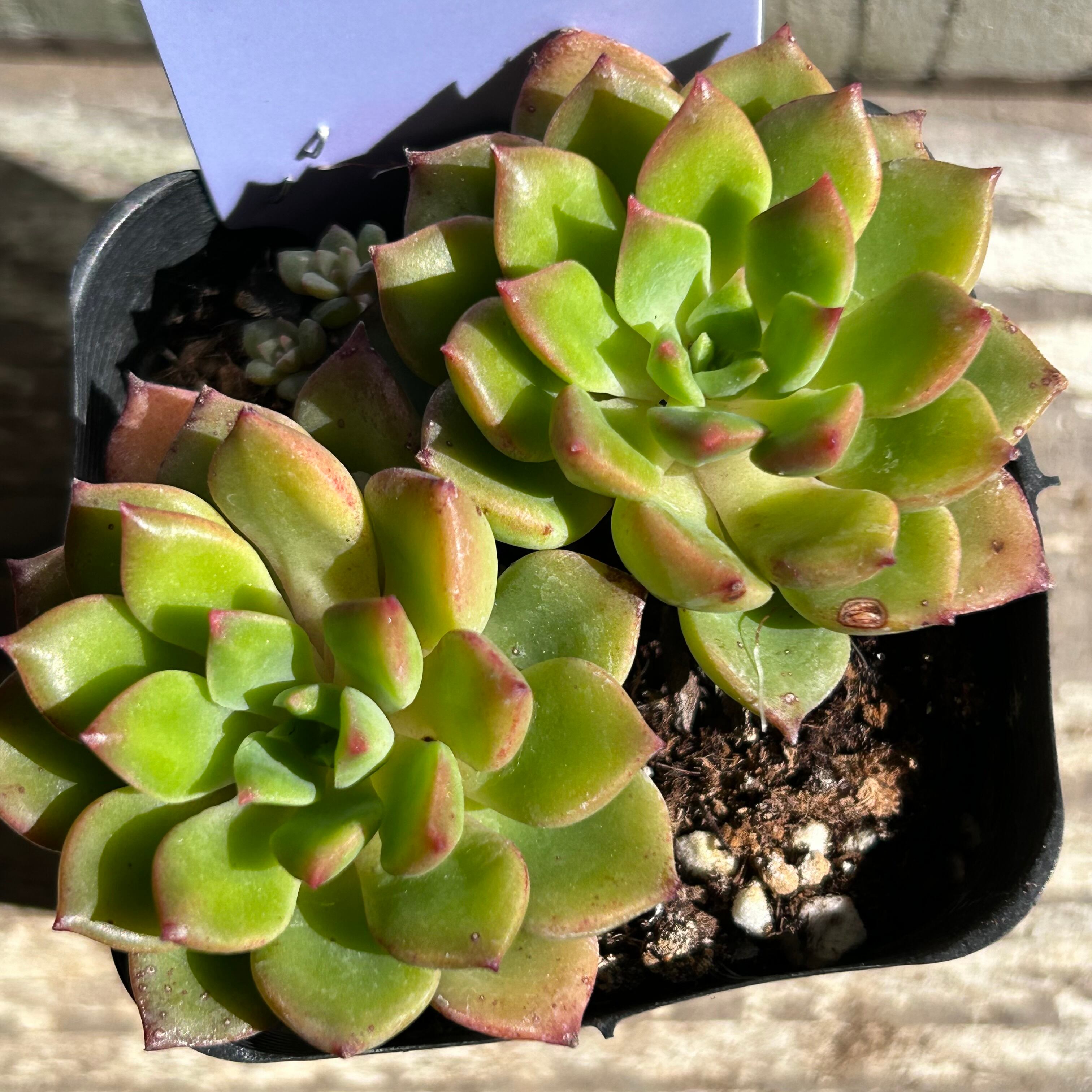 エメラルドリップル | RuPo 多肉植物専門店