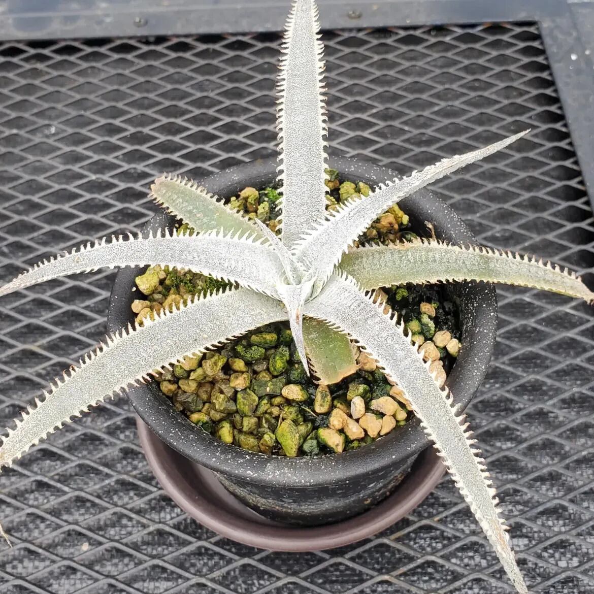 レアプランツ通販サイトPlants Maniax（プランツ・マニアックス）