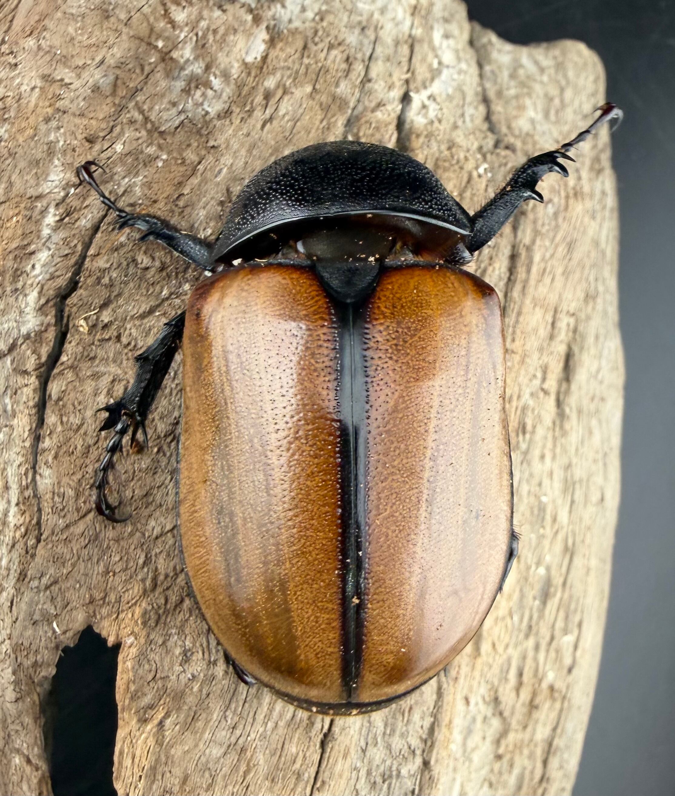 WF1】《ゴホンツノカブト原名亜種 タイ産 74mm ペア》 | KPW公式