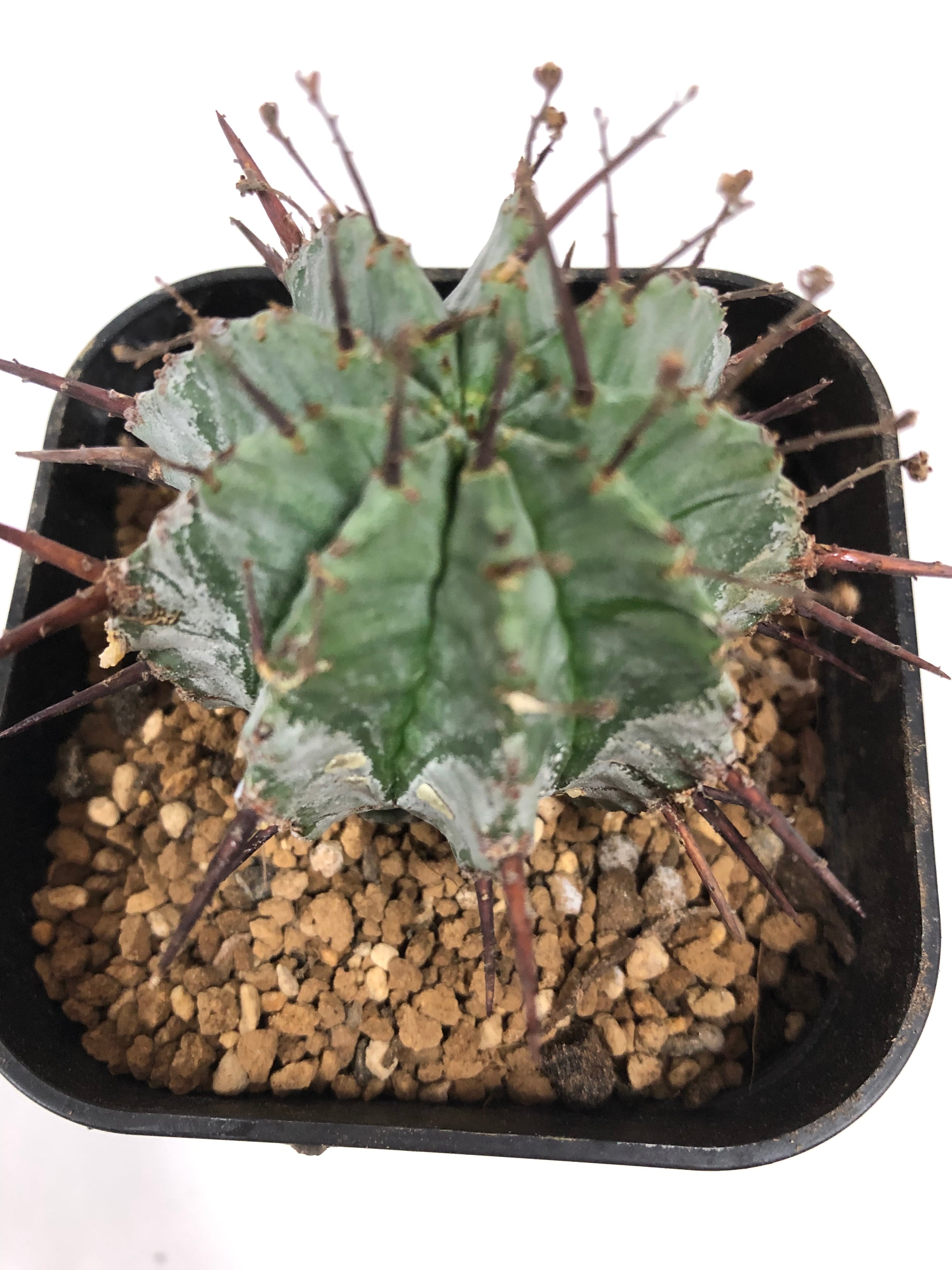 Euphorbia horridaユーフォルビア・ホリダ | RIMO'S GREEN