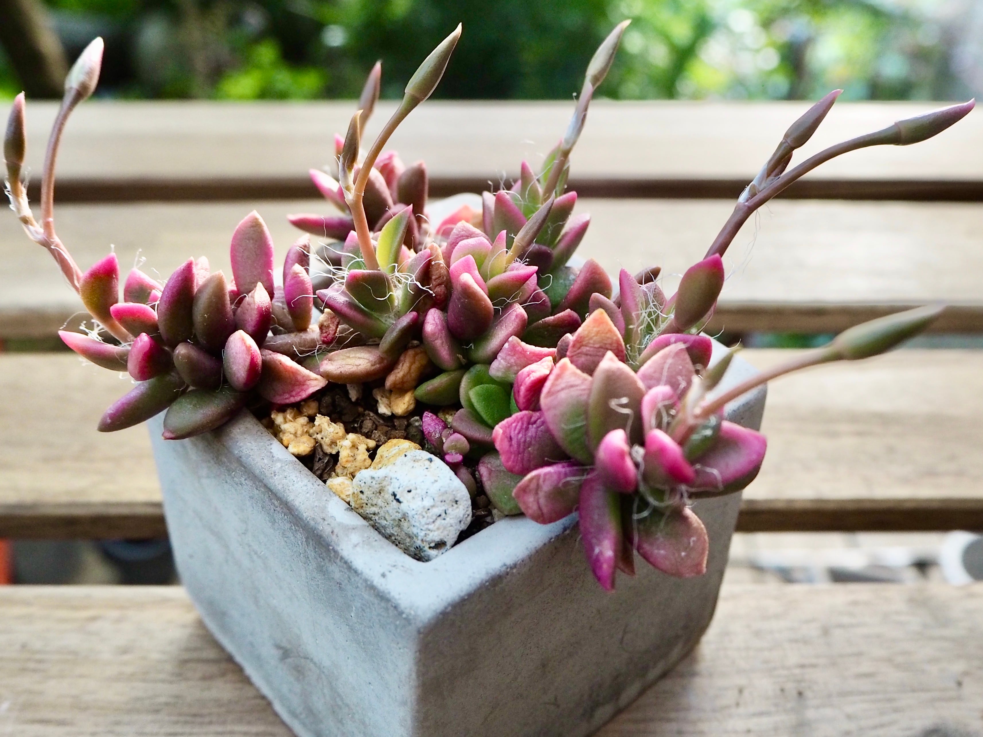 アナカンプセロス桜吹雪 | 多肉植物デイジーアンドビー