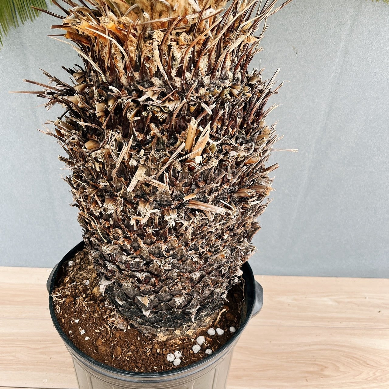 現品］存在感抜群！ 63番 ソテツ 10号 観葉植物 大型 屋外 綺麗 幹太