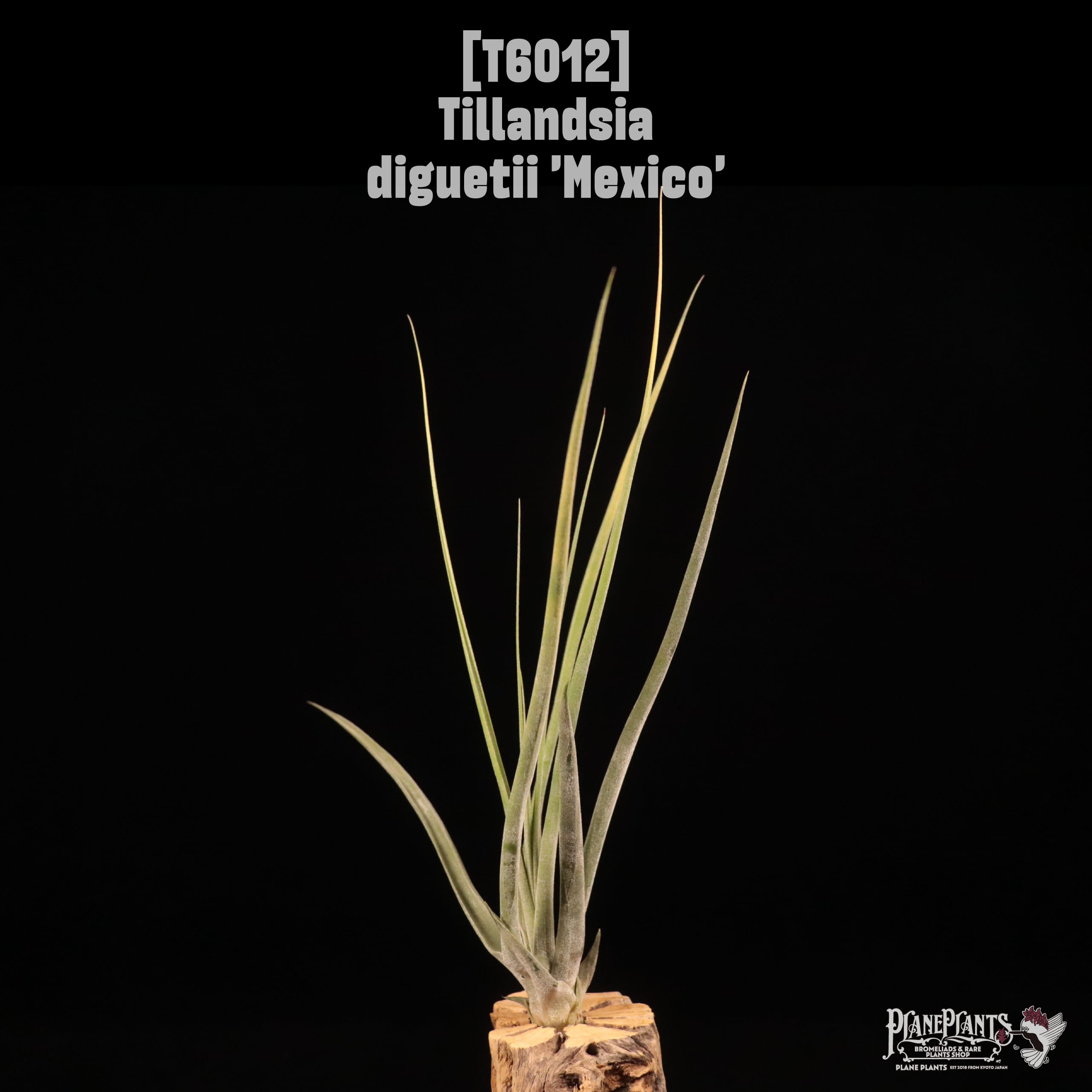 Tillandsia diguetii 'Mexico'〔ティランジア〕T6012