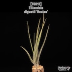 Tillandsia diguetii 'Mexico'〔ティランジア〕T6012