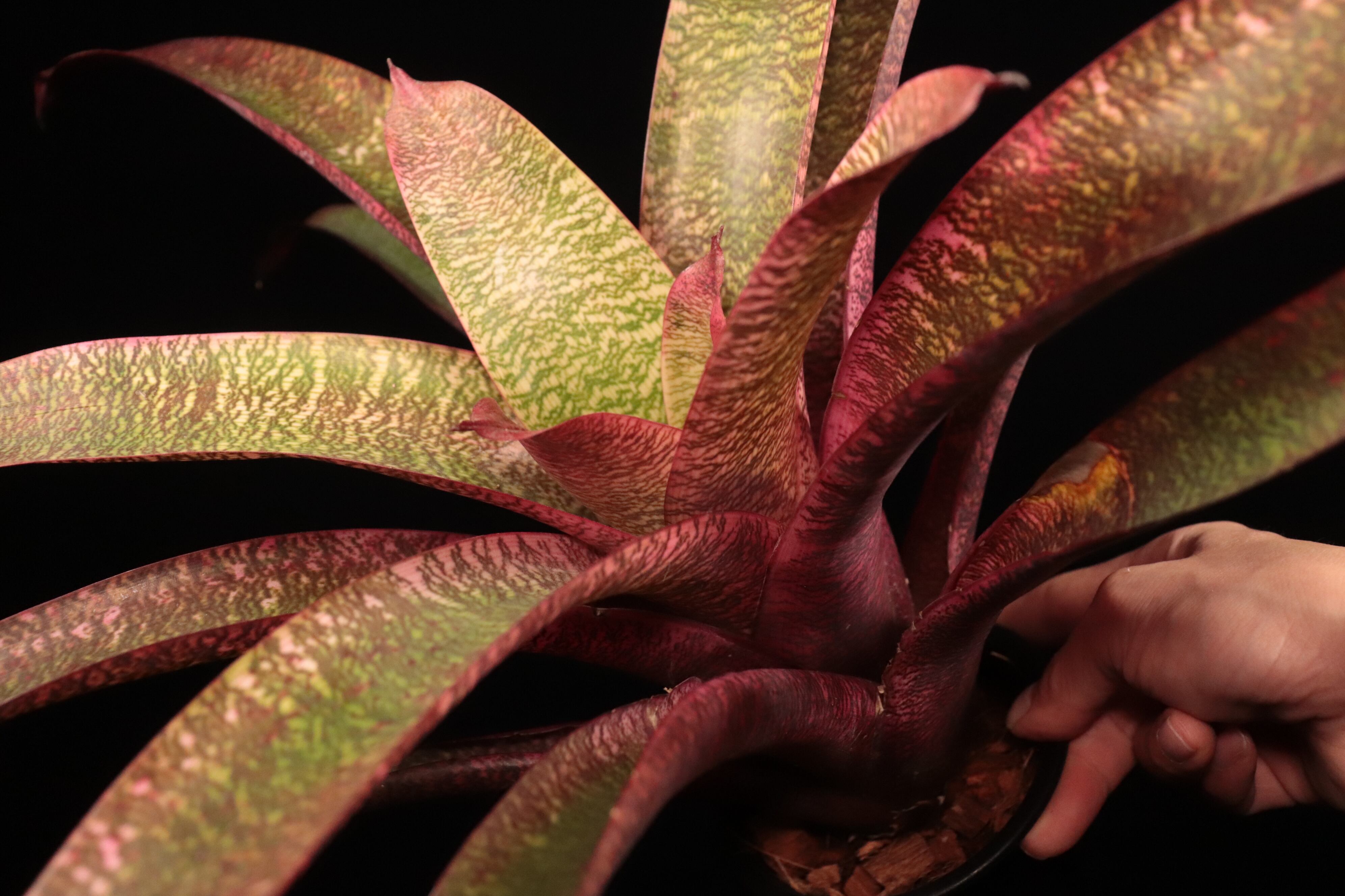 Vriesea 'Manoa Valley' 中株 reserved】Vriesea 'Ice Snow Berries' x 'Living in Paradise' #1