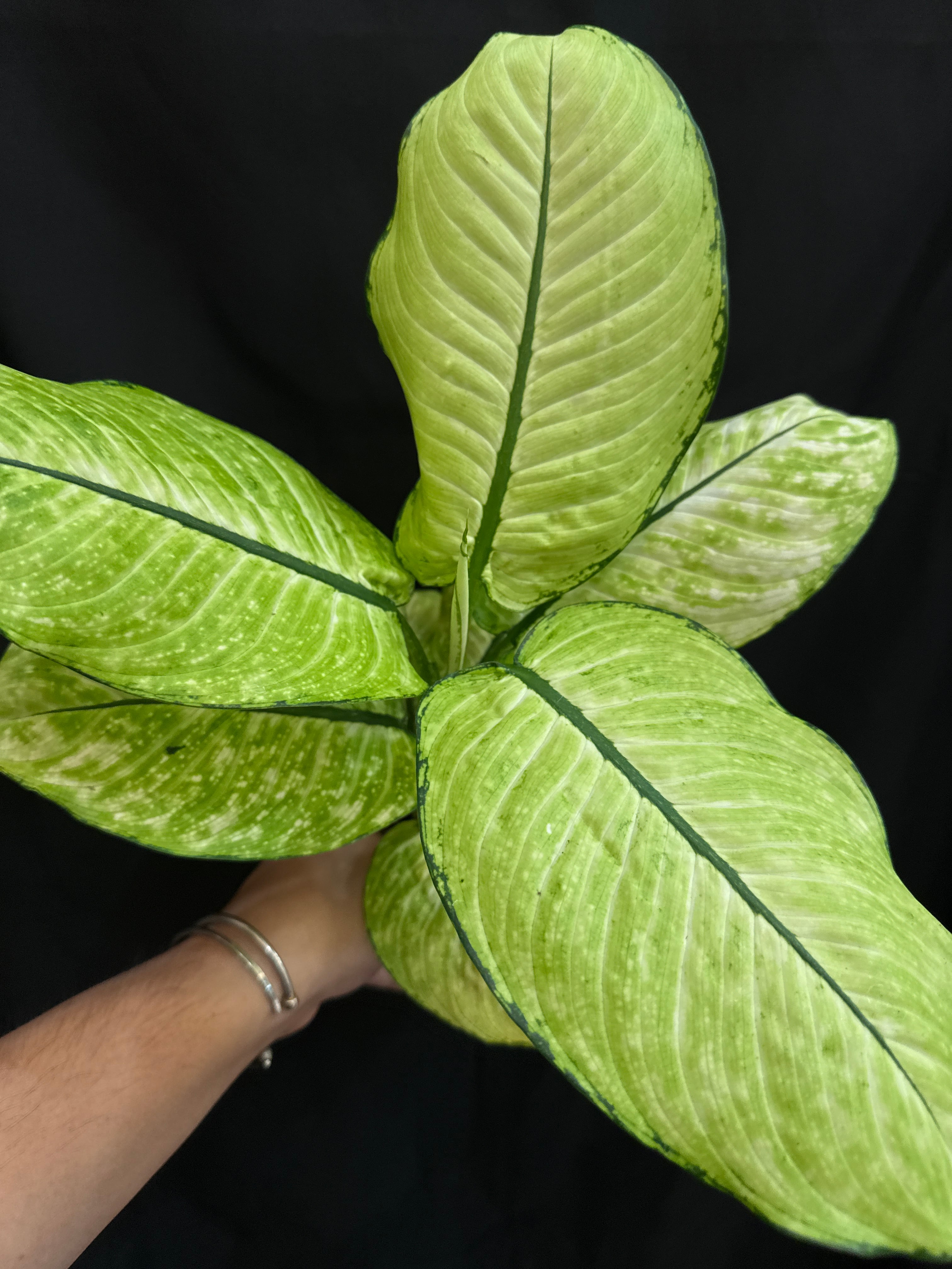 ディフェンバキア マーシャ | Gardenえん 【観葉熱帯植物】