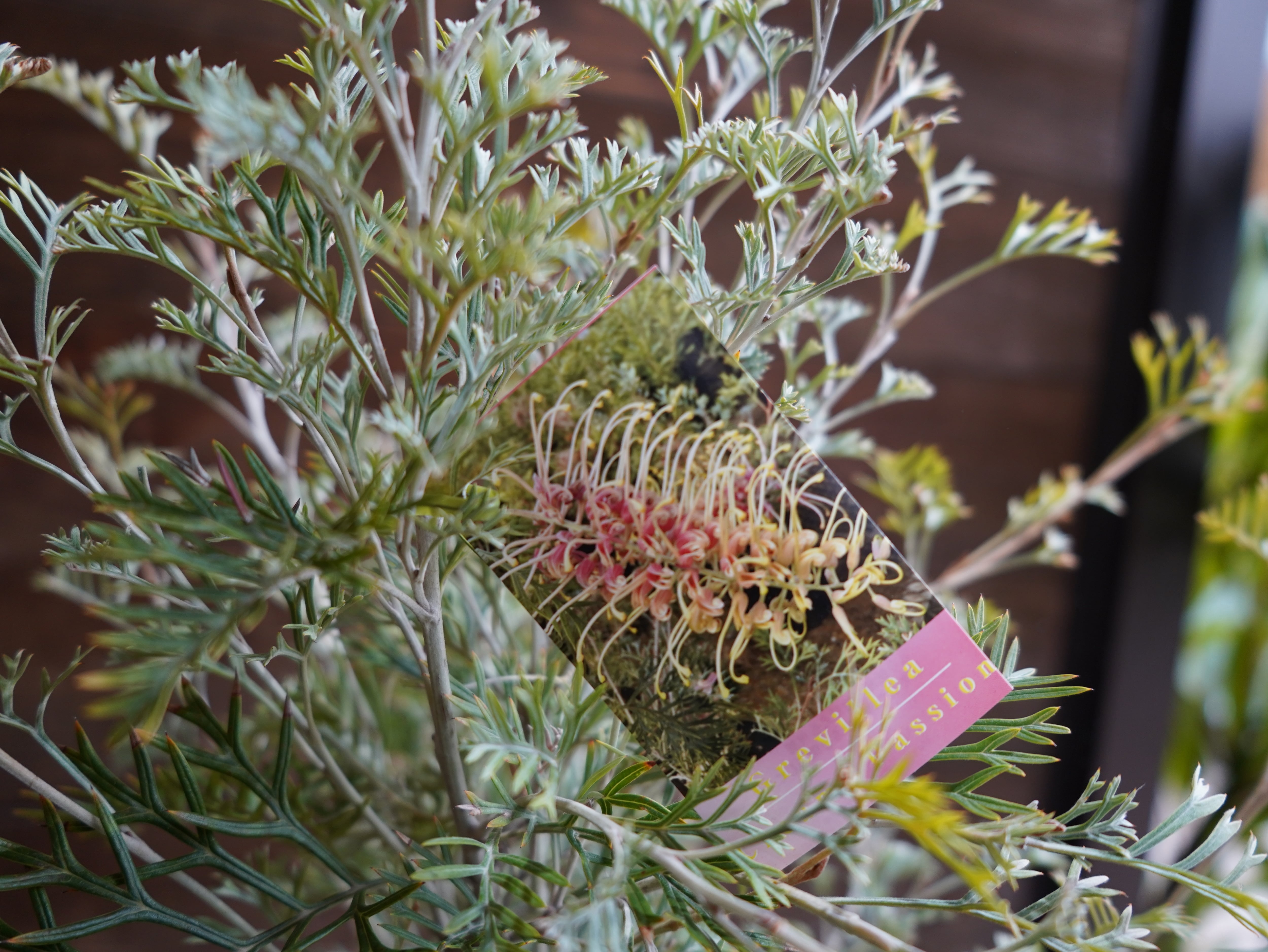 【現物】グレビレア　”クリームパッション”　A