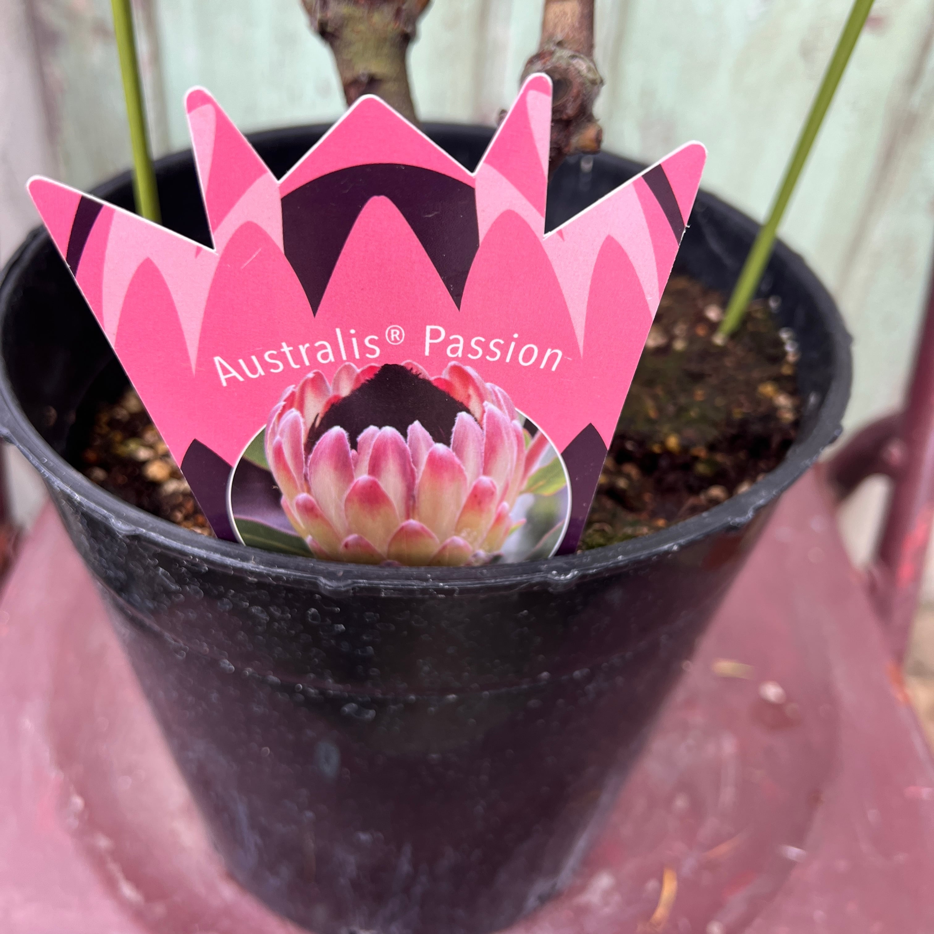 希少 プロテア オーストラリスパッション 挿し木 苗 鉢植え オージー プランツ 希少 プロテア オーストラリスパッション 挿し木 苗 鉢植え