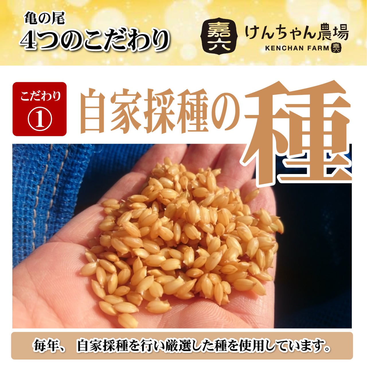 令和5年新米　玄米10kg×2　自然栽培米亀の尾　農薬不使用・肥料不使用-