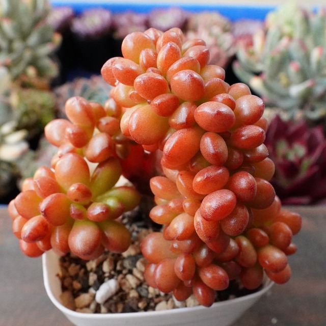 人気！【松の緑綴化】レア　韓国多肉　