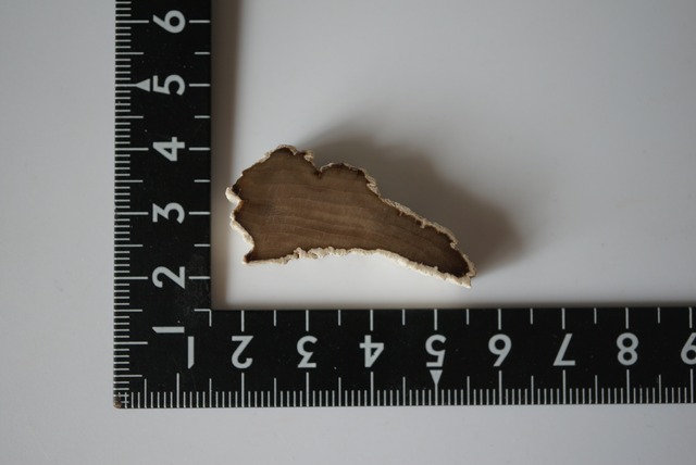 ハンガリー産珪化木 Petrified Wood 1478