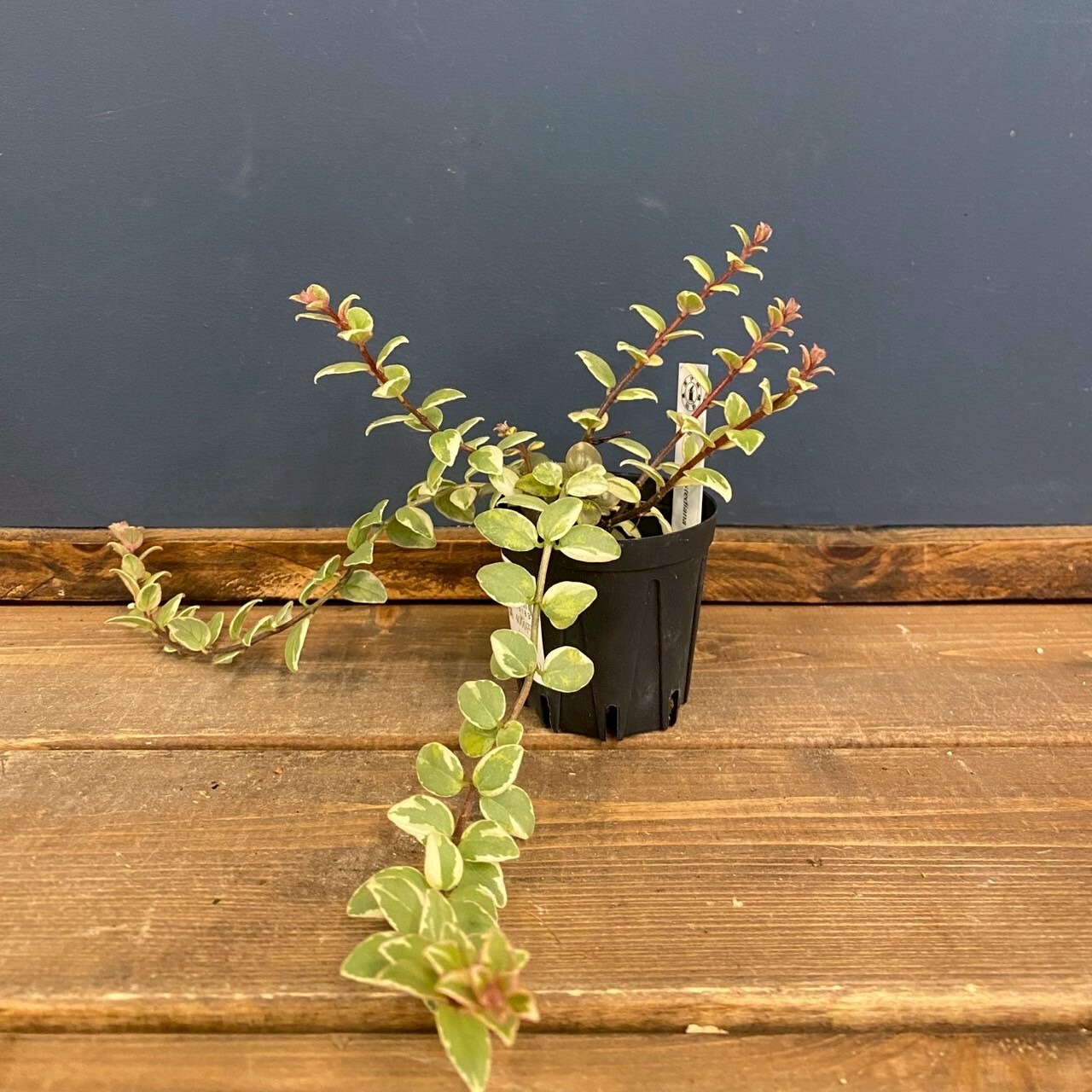 コルムネア oerstediana variegata【191】