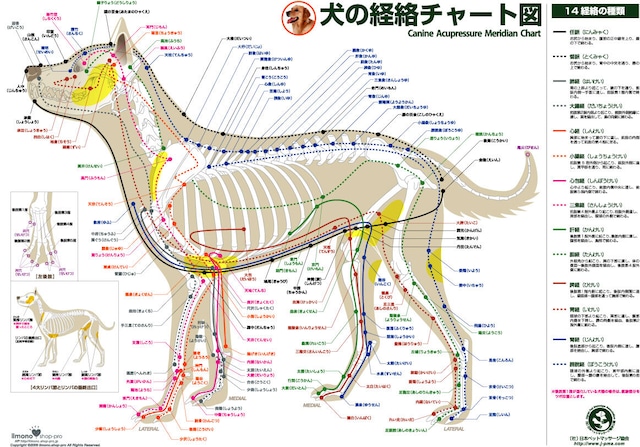 犬の経絡(ツボ)チャート図ＰＰポスター