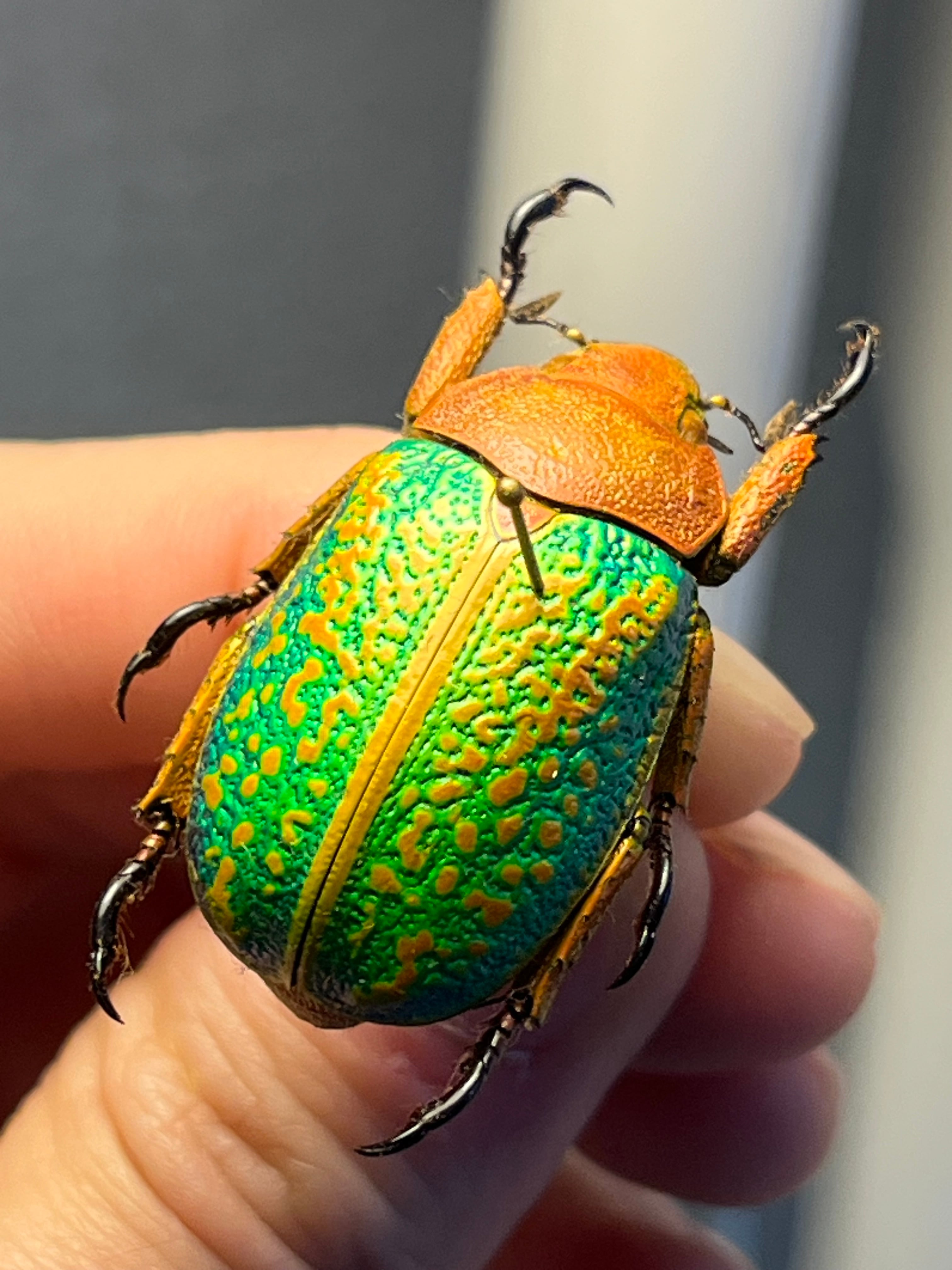 31mm】ヴィクトリナウグイスコガネ プラチナコガネ 標本 カナブン