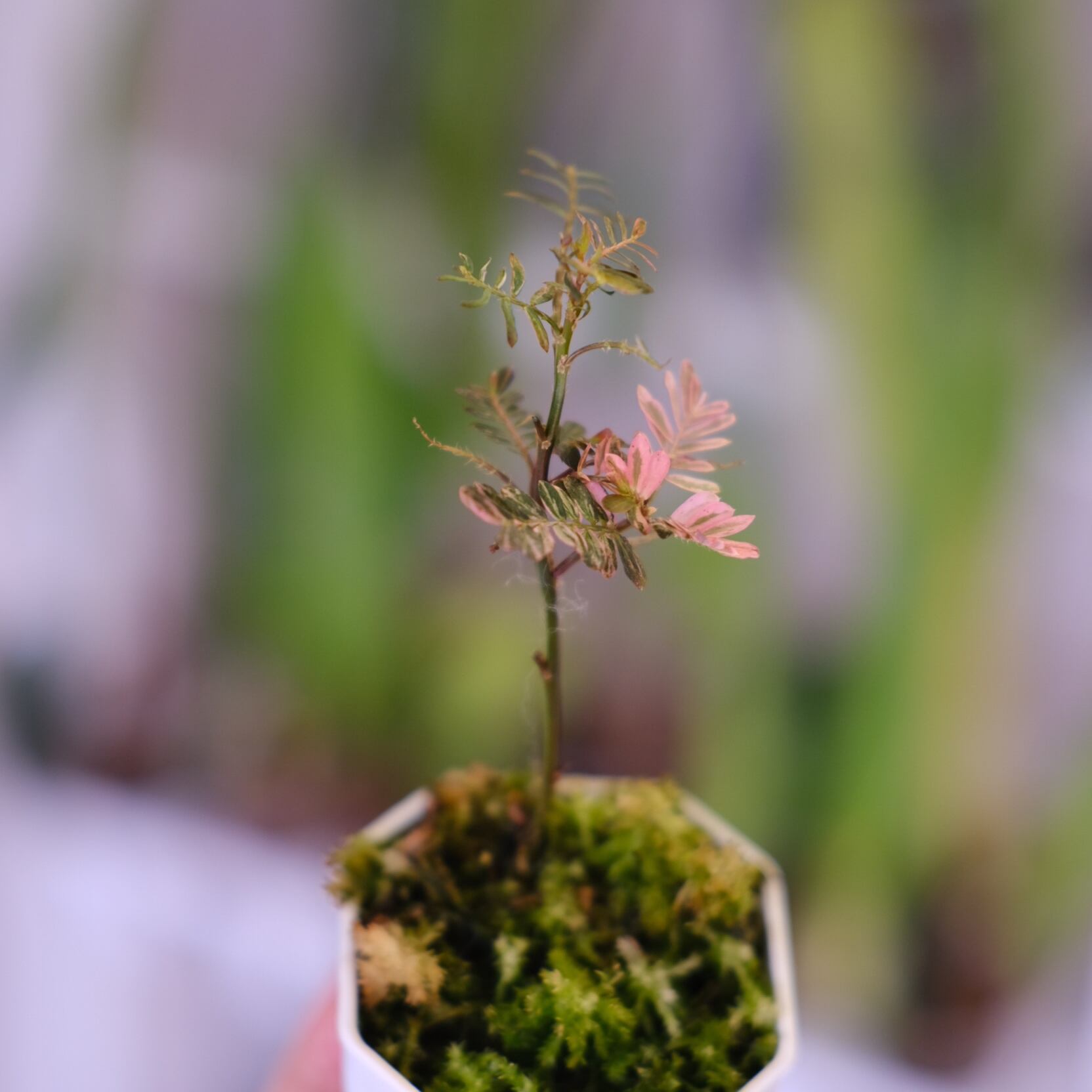 Phyllanthus urinaria Pink⑥│フィランサス・ウリナリア Phyllanthus urinaria 'Pink Variegated'⑥ / フィランサス
