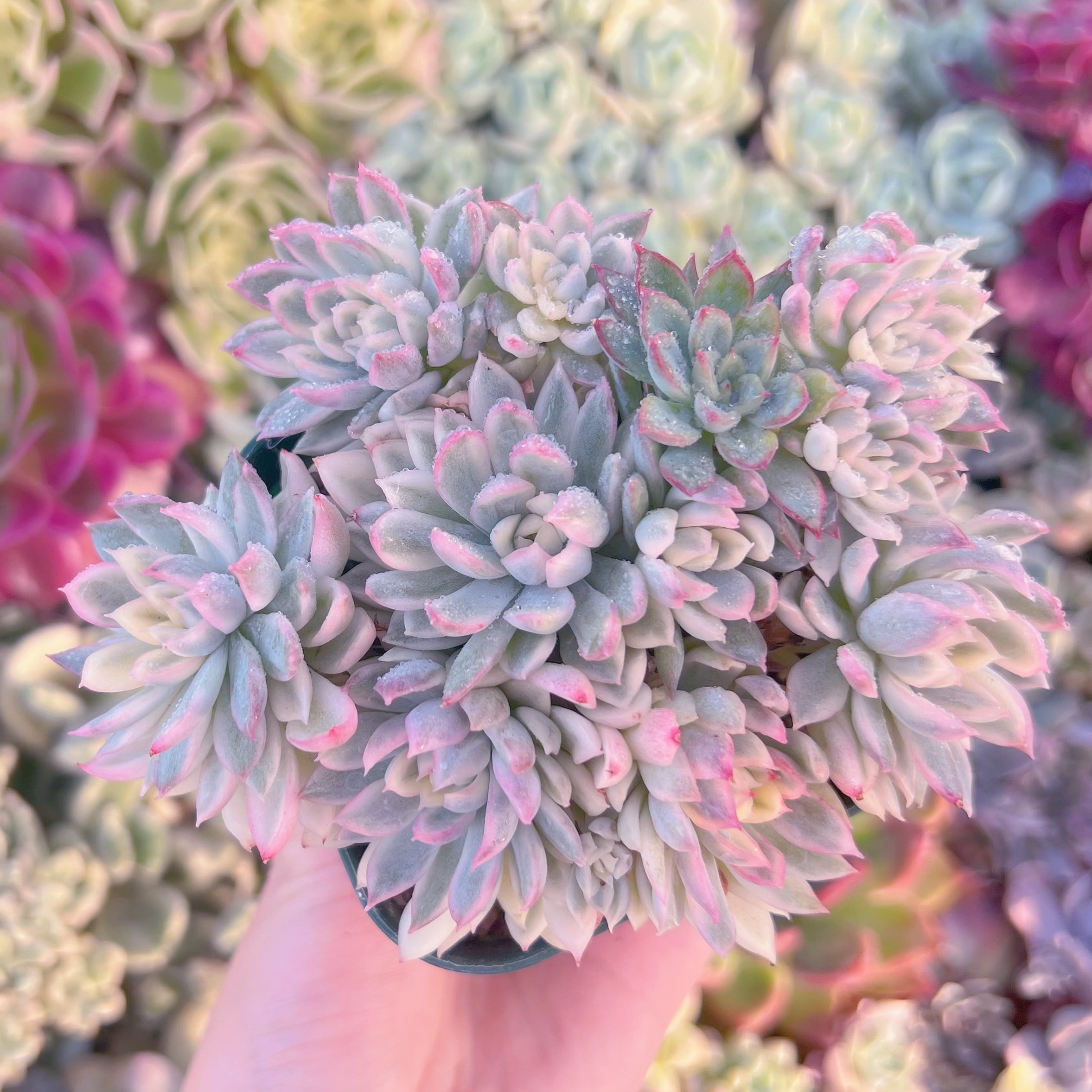 現品　女雛錦#A06　るる農園