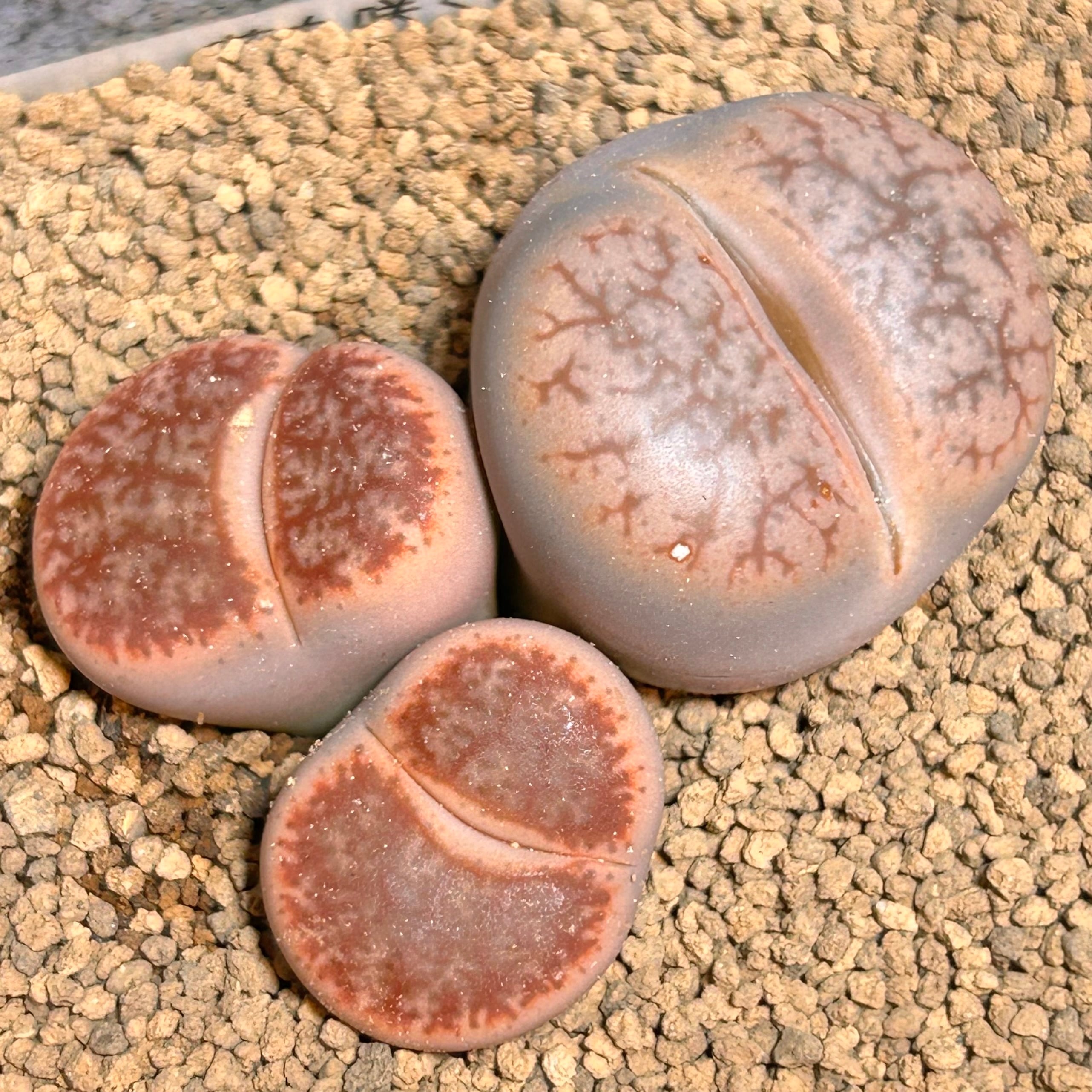 リトープス | RuPo 多肉植物専門店