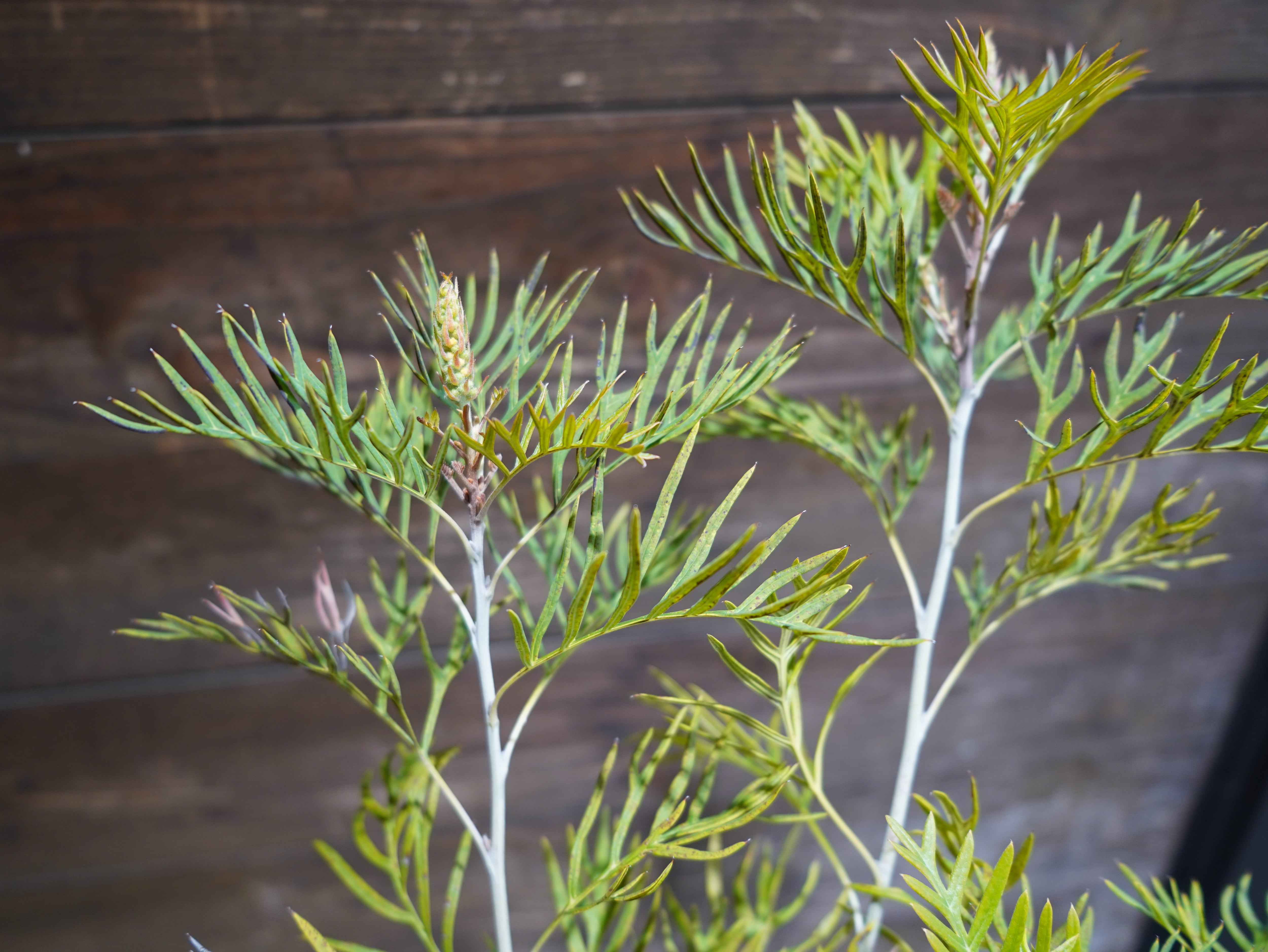 【現物】グレビレア　”ピーチアンドクリーム”　B