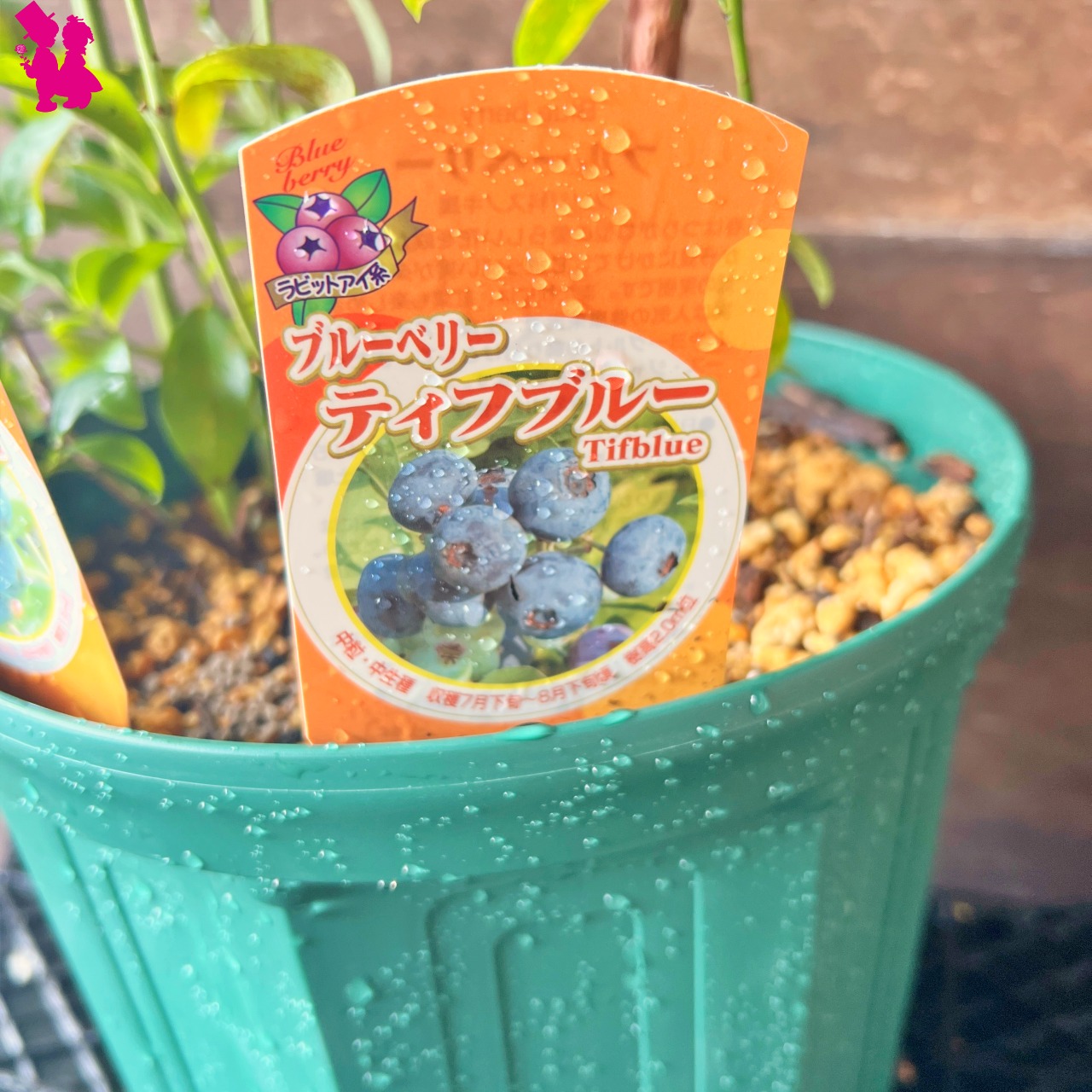 ブルーベリー苗　ティフブルー＆ブライトウェル大苗2本セット ブルーベリー苗 ブライトウェル&ティフブルー大苗2本セット