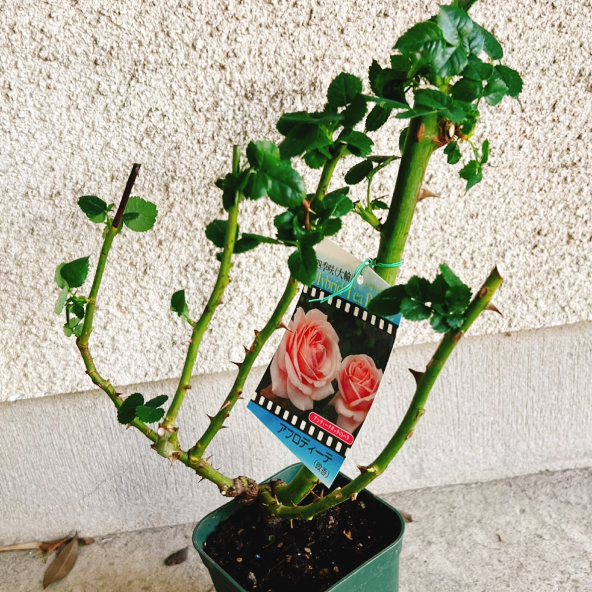 バラ苗 アフロディーテ 透明感のある花色は花形とあわせてクラシックな雰囲気 Shore Rose Hayama