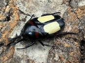 レア産地《キモンツノホソカナブン ペア》