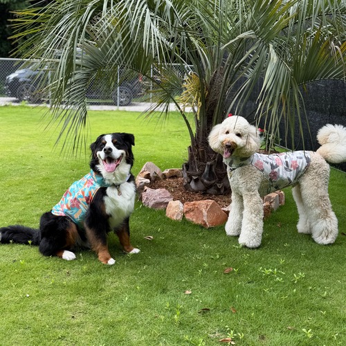 クールDOGウエア  L/XL