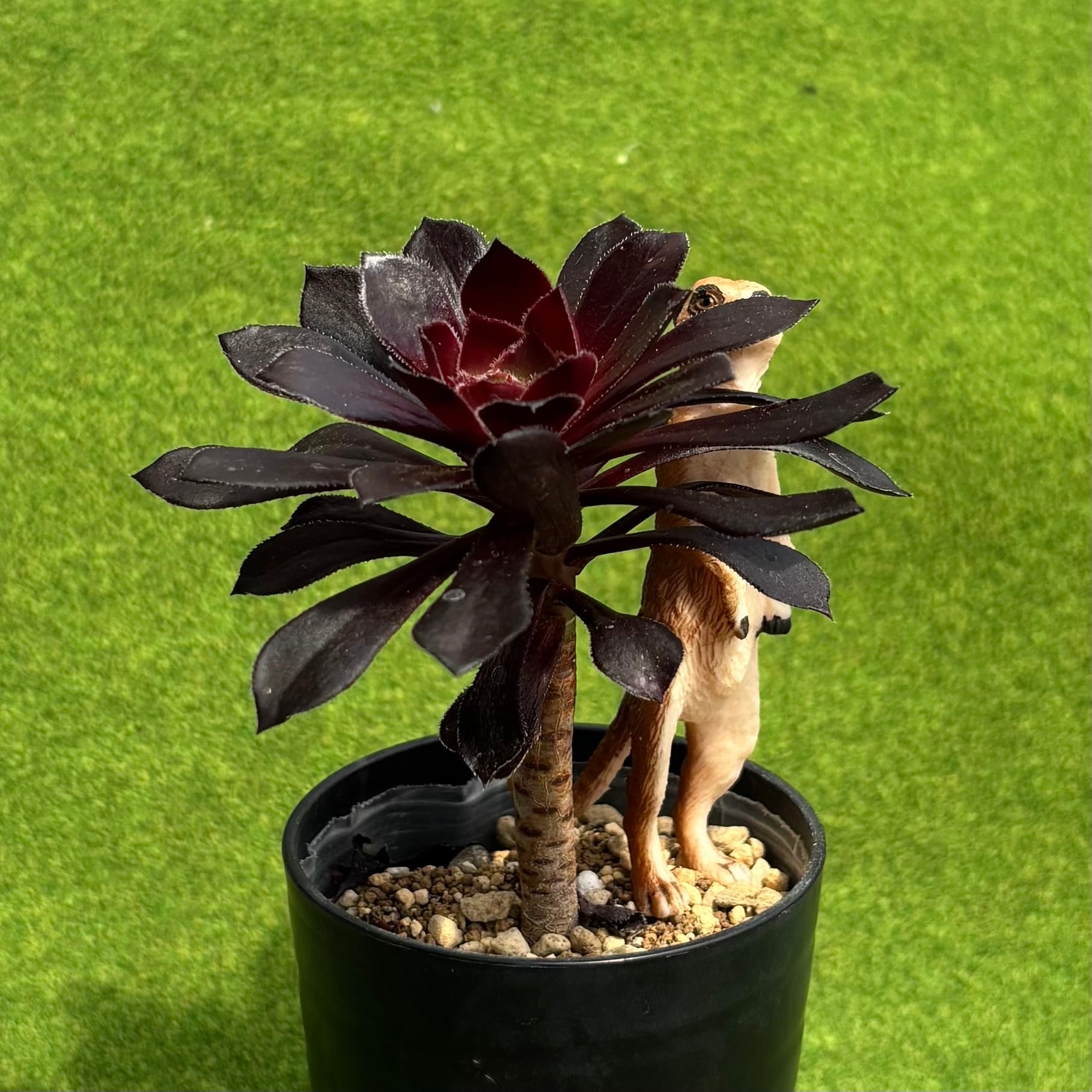 黒法師 ミニ多肉 | 多肉植物 豆彦商店