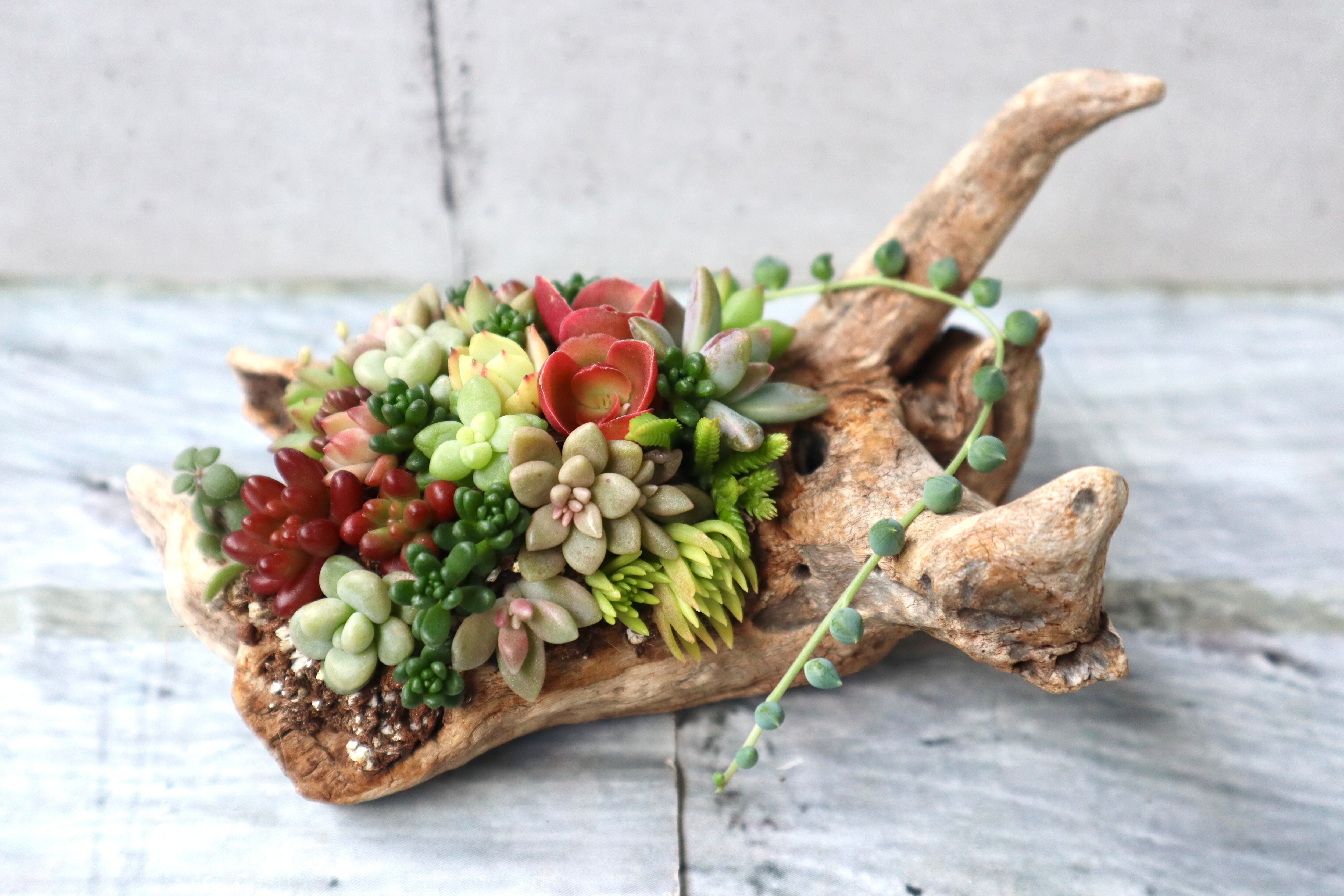 流木 多肉植物 寄せ植え 180 | GREENSHOP YURAYURA 