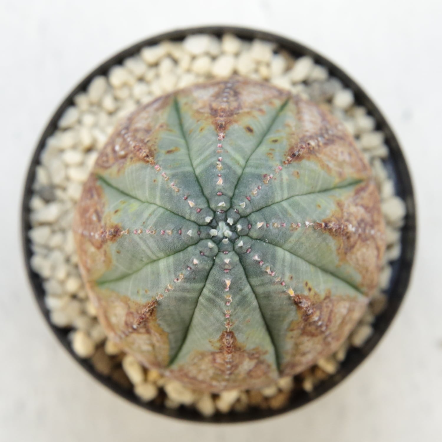 美模様 木質化 マイクロ オベサ / 良型 ユーフォルビア | LIGHTHOUSE