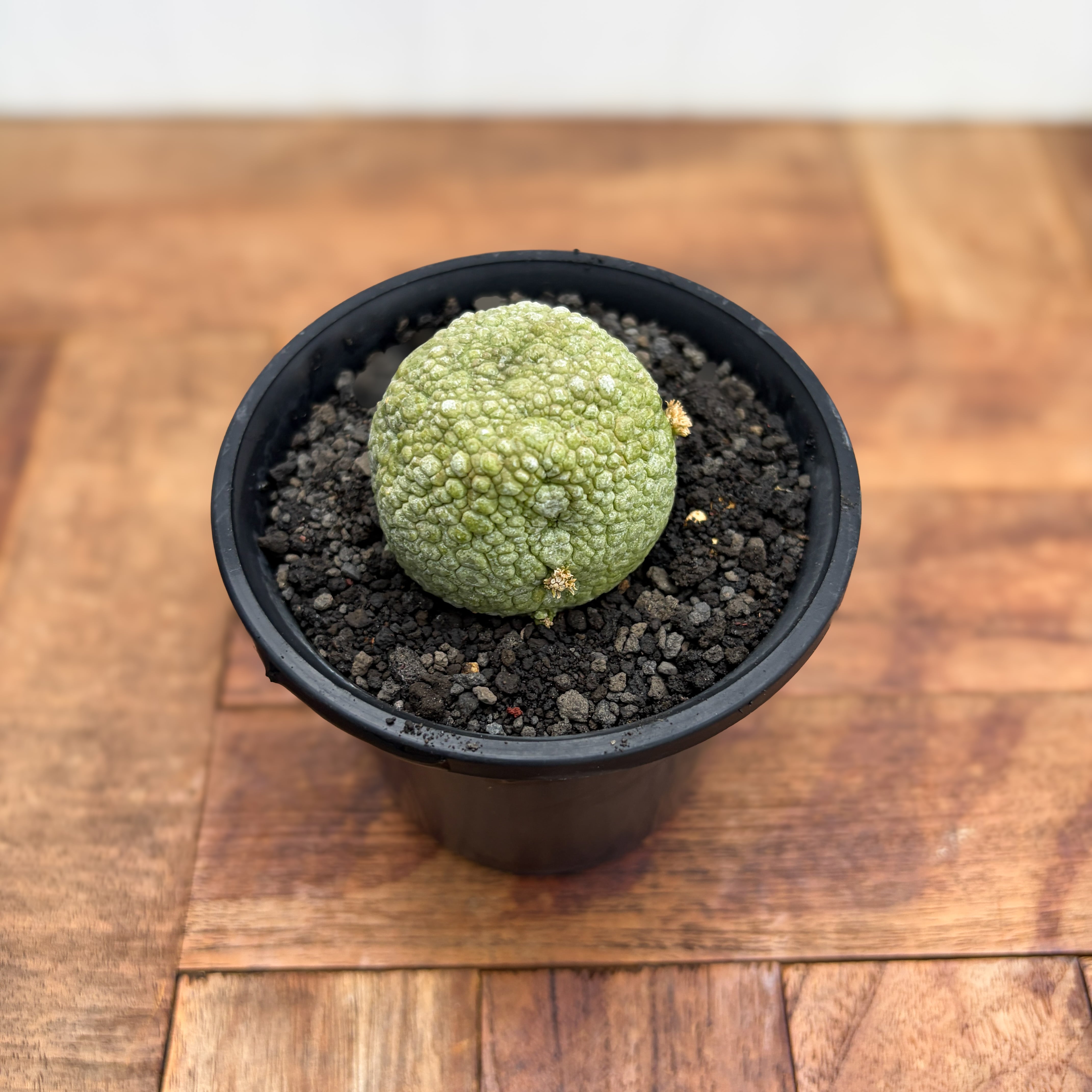 Pseudolithos migiurtinus 【プセウドリトス・ミギウルティヌス・実生