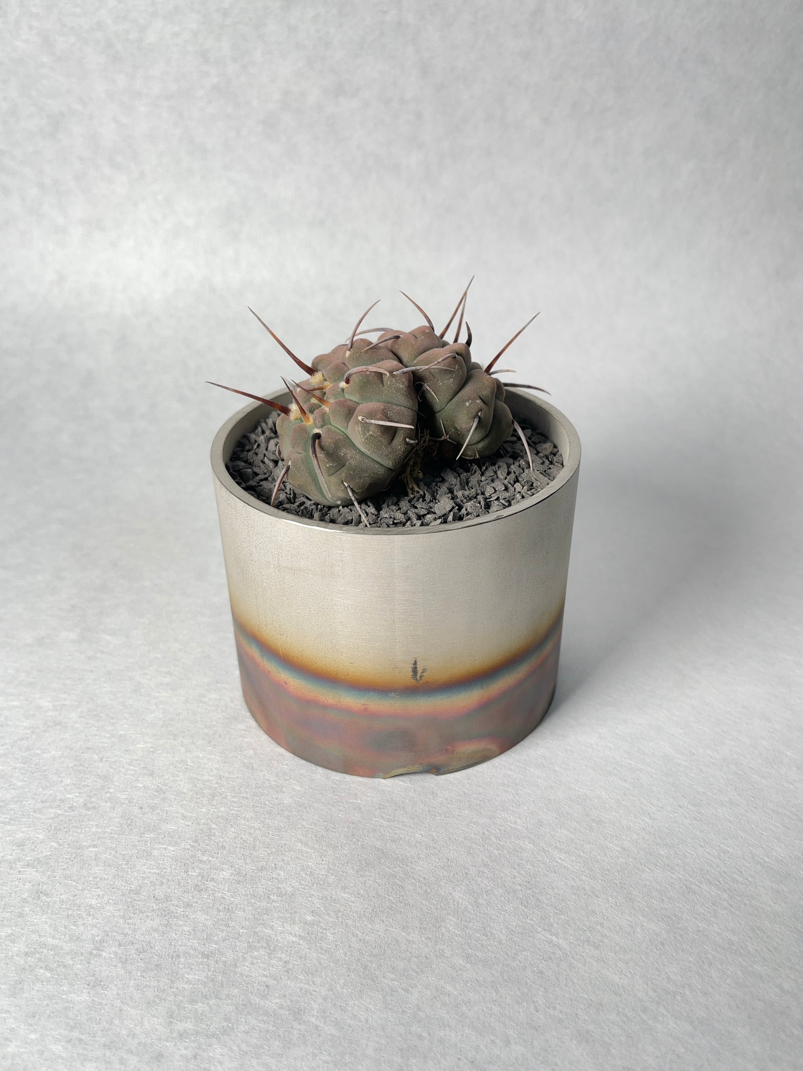 ギムノカリキウム・一本刺バッテリー(ダブルヘッド) | trigger