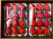 【おいCベリー】12月28日発送　☆超希少品種☆濃皇いちごギフトボックス　大粒18粒～30粒入