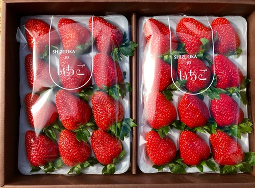 【おいCベリー】12月28日発送　☆超希少品種☆濃皇いちごギフトボックス　大粒18粒～30粒入