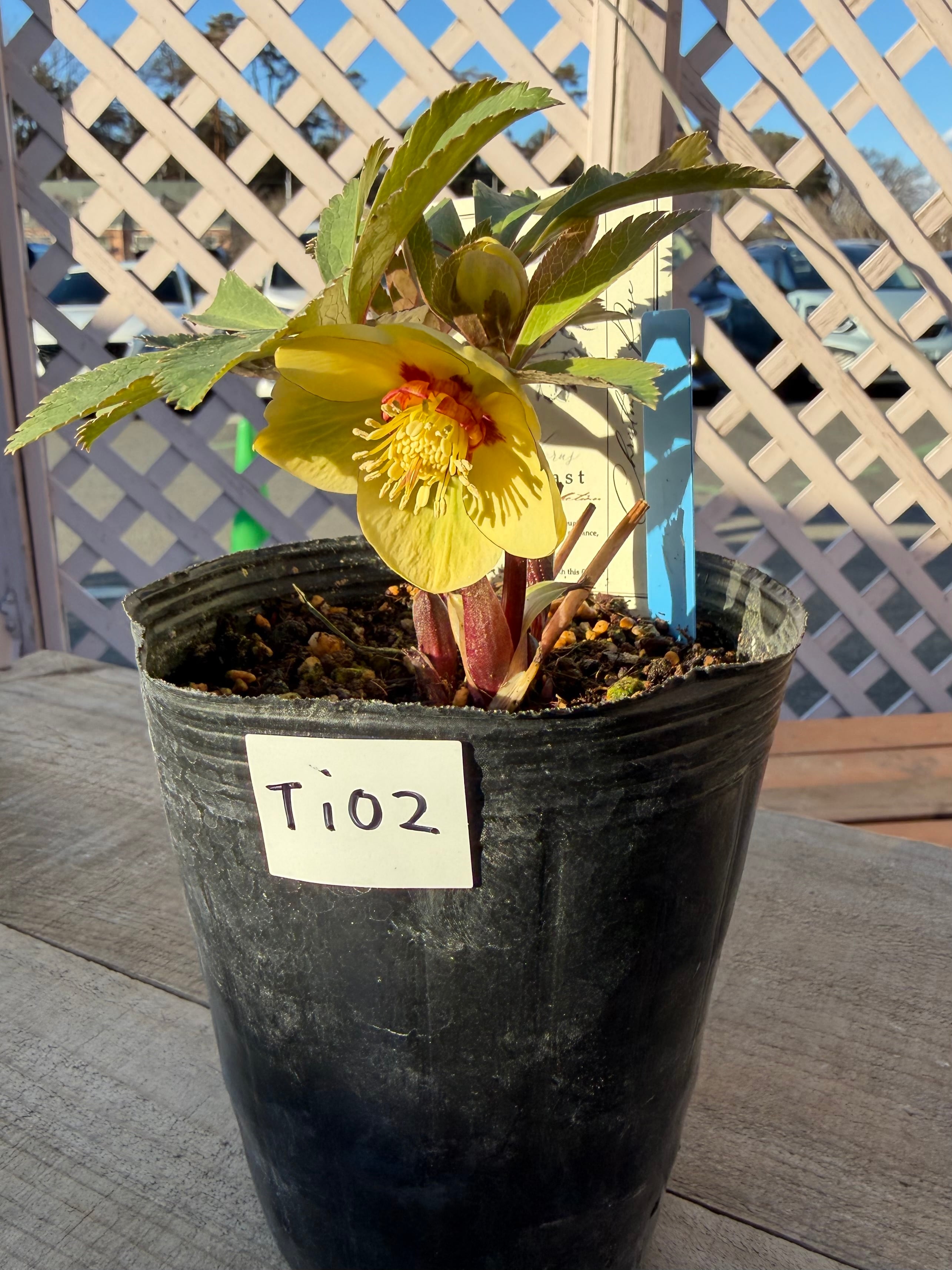 リトルビーストファントム オキシ系オーレア 高橋育苗 クリスマス