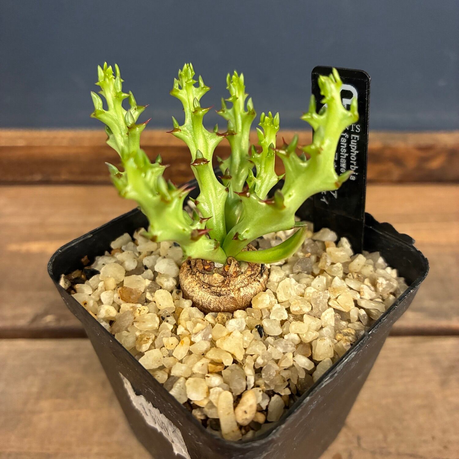 ユーフォルビア　サピニー×ファンシャウェイ　実生　ハイブリッド　パキポディウム 新着3日限定10%OFF】ユーフォルビア ファンシャウェイ【606
