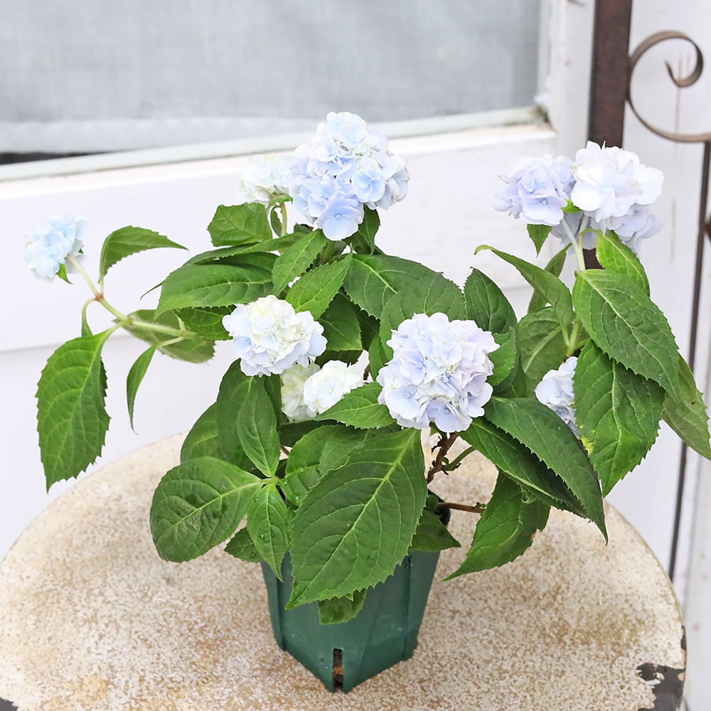 値下げSALE 花苗 山アジサイ 伊予獅子てまり ブルー 2.5号 紫陽花 庭