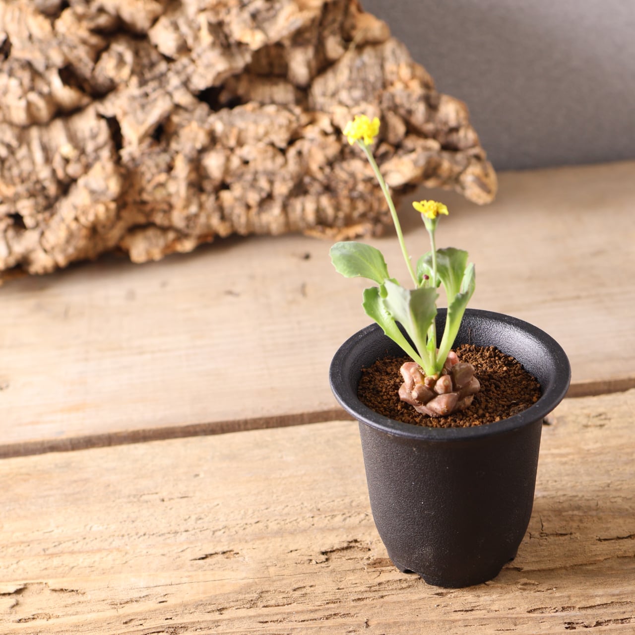 415 妖しくも魅力的『オトンナ ヘレー』観葉植物 【送料無料】 | MARX